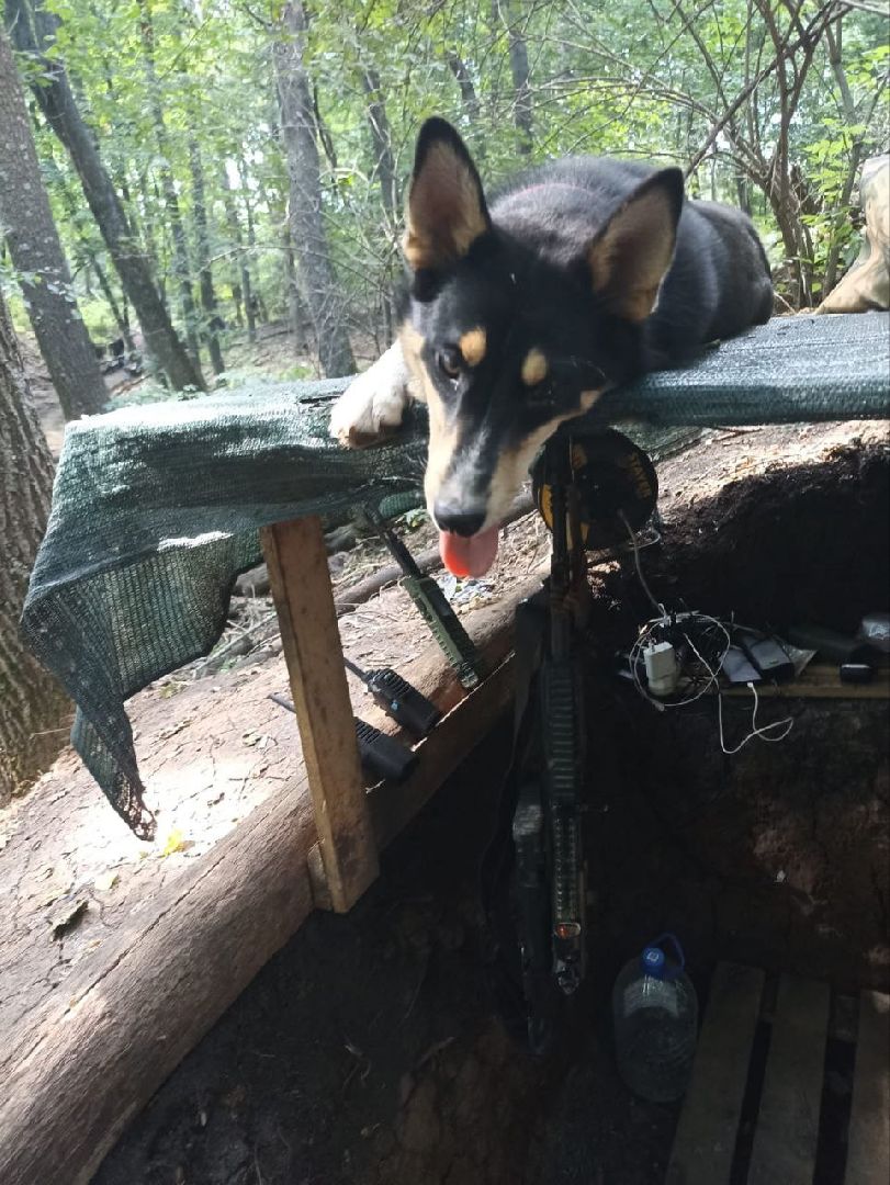 Серебряные Пруды, СВО, собака, собаки, военнослужащие, подмосковье, животные, защитники родины,
