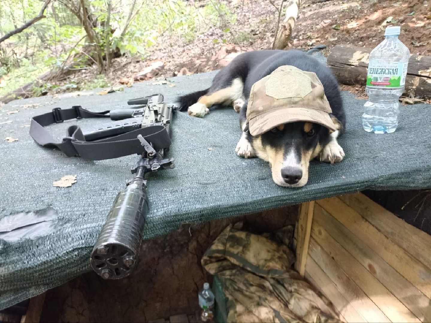 Серебряные Пруды, СВО, собака, собаки, военнослужащие, подмосковье, животные, защитники родины,
