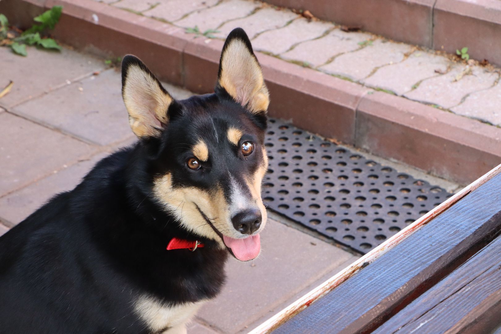 Серебряные Пруды, СВО, собака, собаки, военнослужащие, подмосковье, животные, защитники родины,