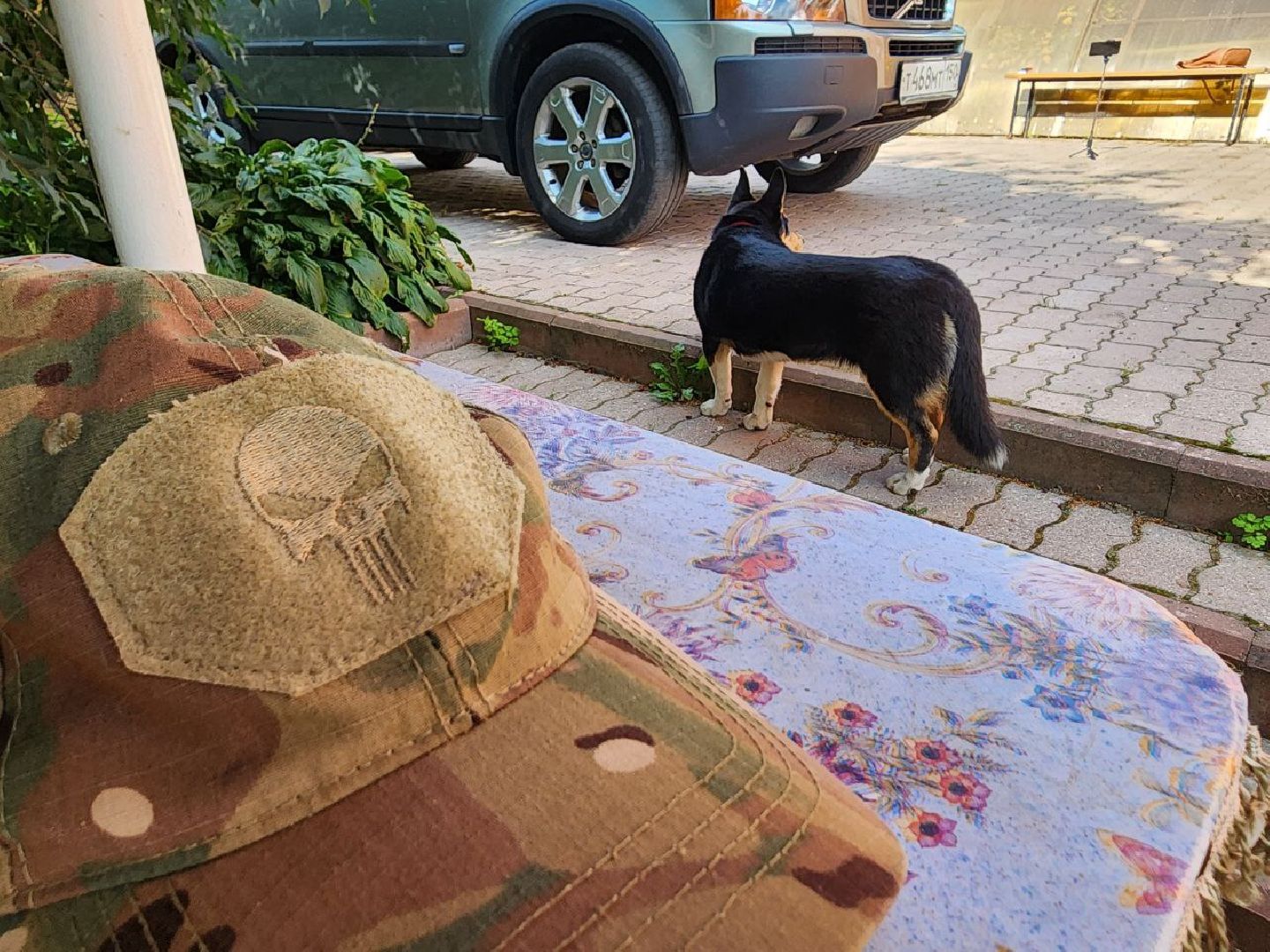 Серебряные Пруды, СВО, собака, собаки, военнослужащие, подмосковье, животные, защитники родины,