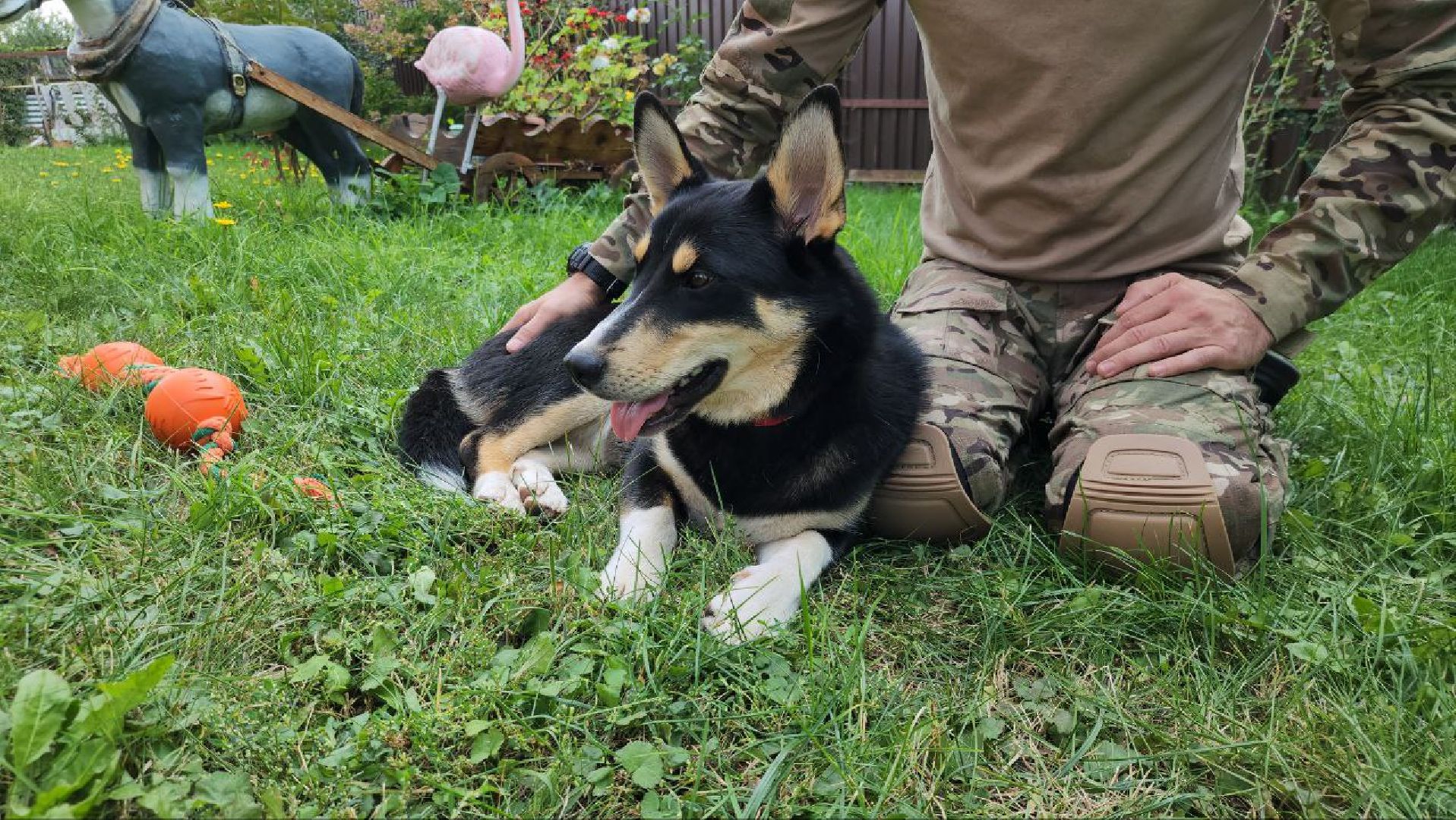 Серебряные Пруды, СВО, собака, собаки, военнослужащие, подмосковье, животные, защитники родины,
