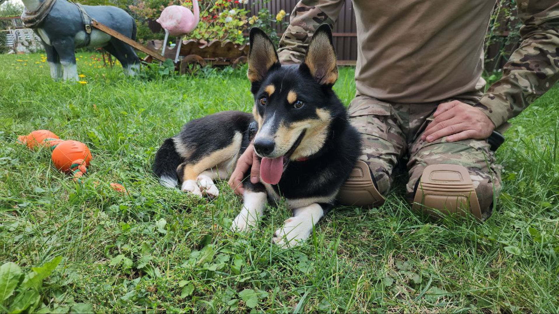 Серебряные Пруды, СВО, собака, собаки, военнослужащие, подмосковье, животные, защитники родины,