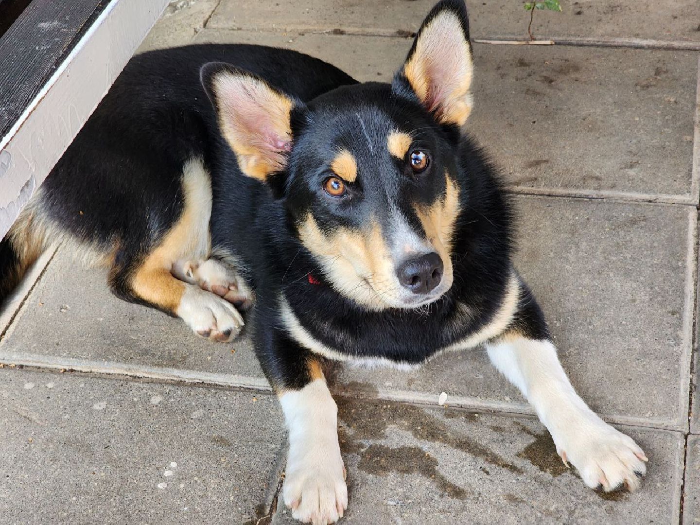 Серебряные Пруды, СВО, собака, собаки, военнослужащие, подмосковье, животные, защитники родины,