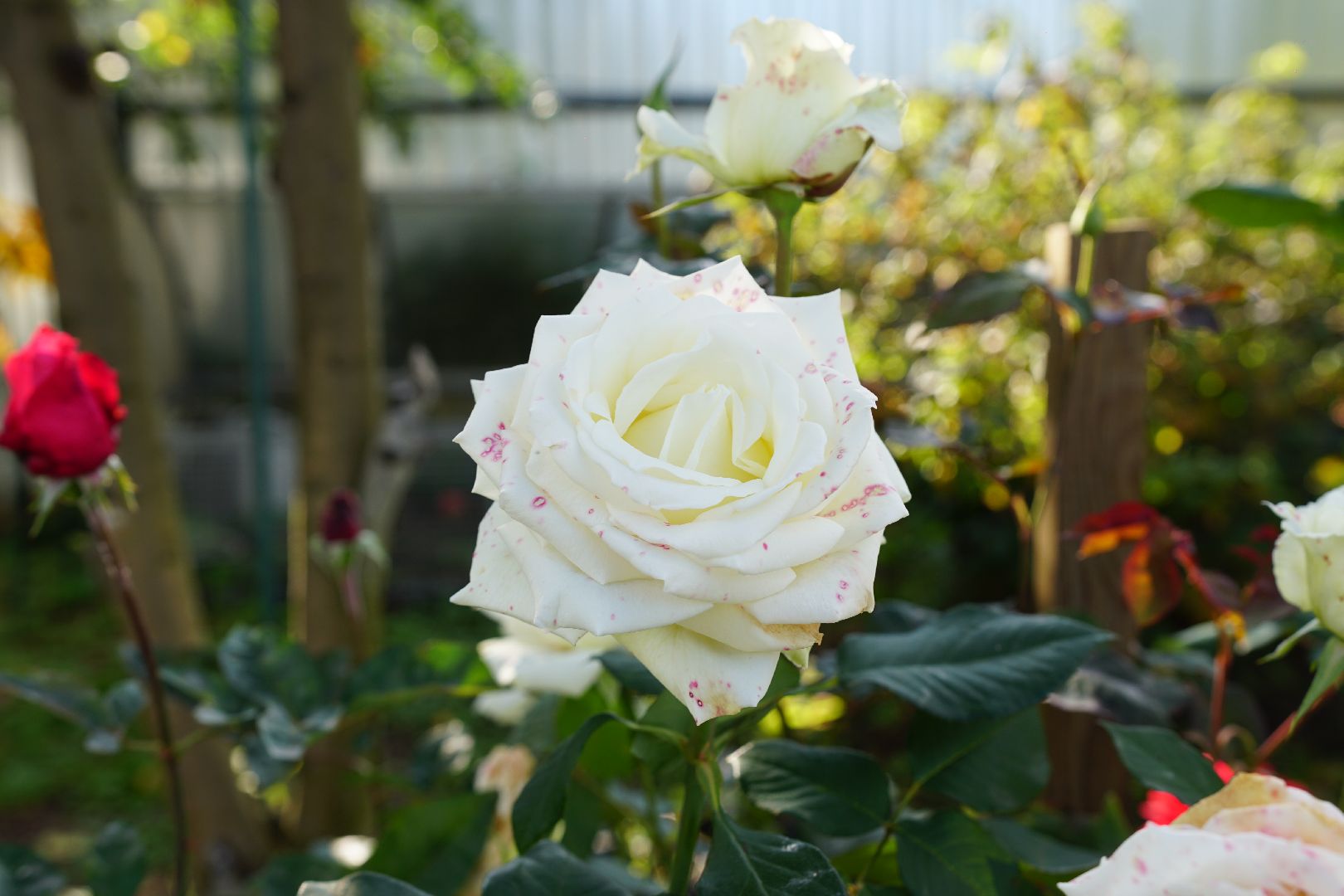 Егорьевск, шувое, канзаши, искусство, пенсионеры, сад, подмосковье,