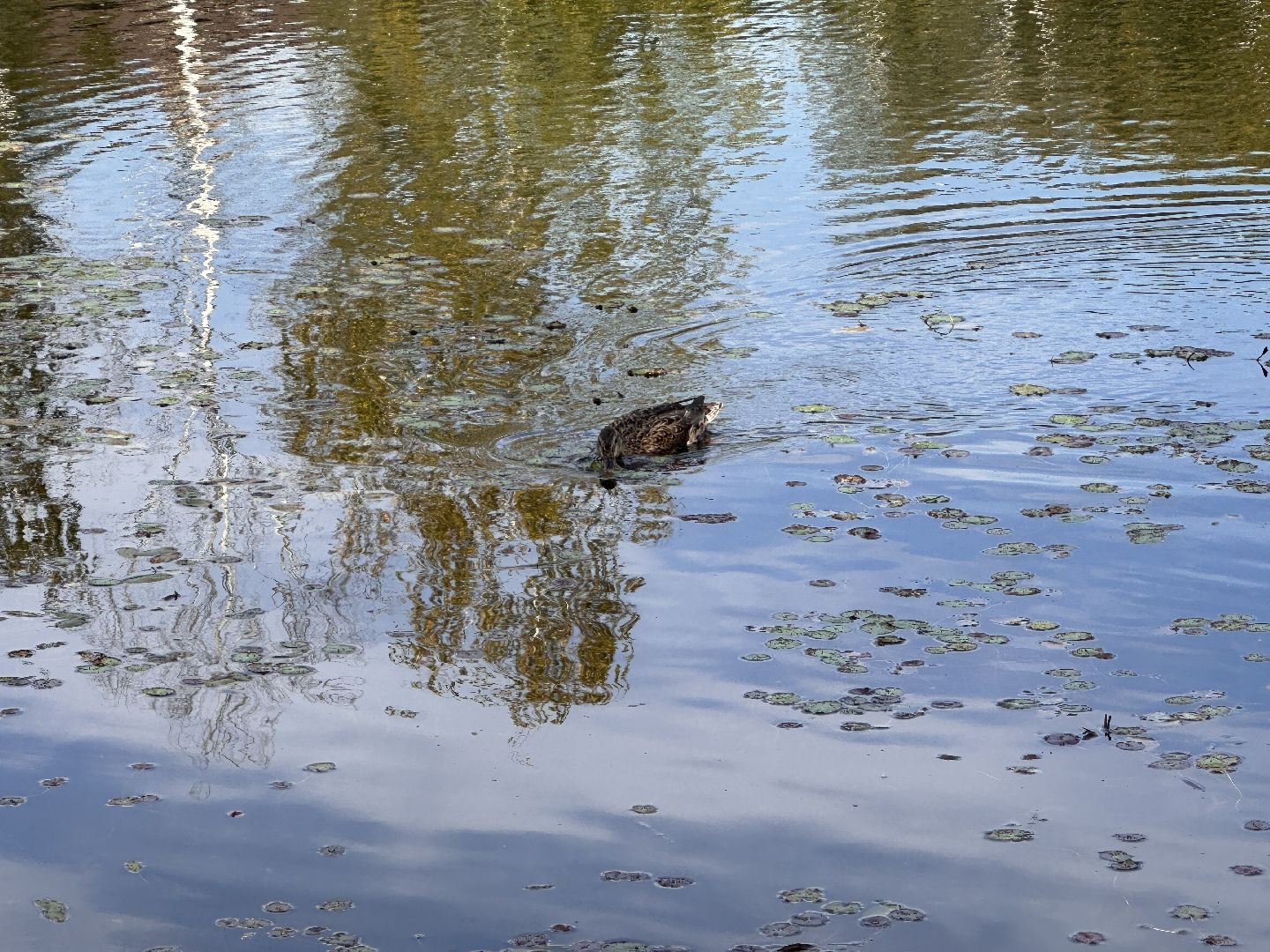 Одинцово, Экология, Новая Рожновка,