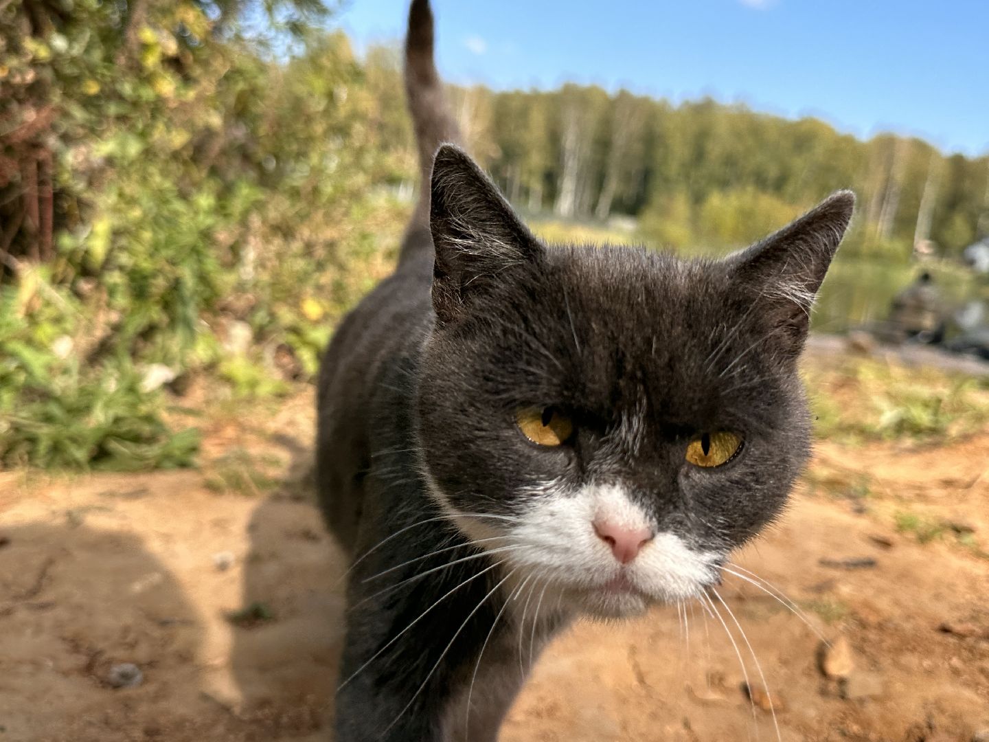 Одинцово, Экология, Новая Рожновка,