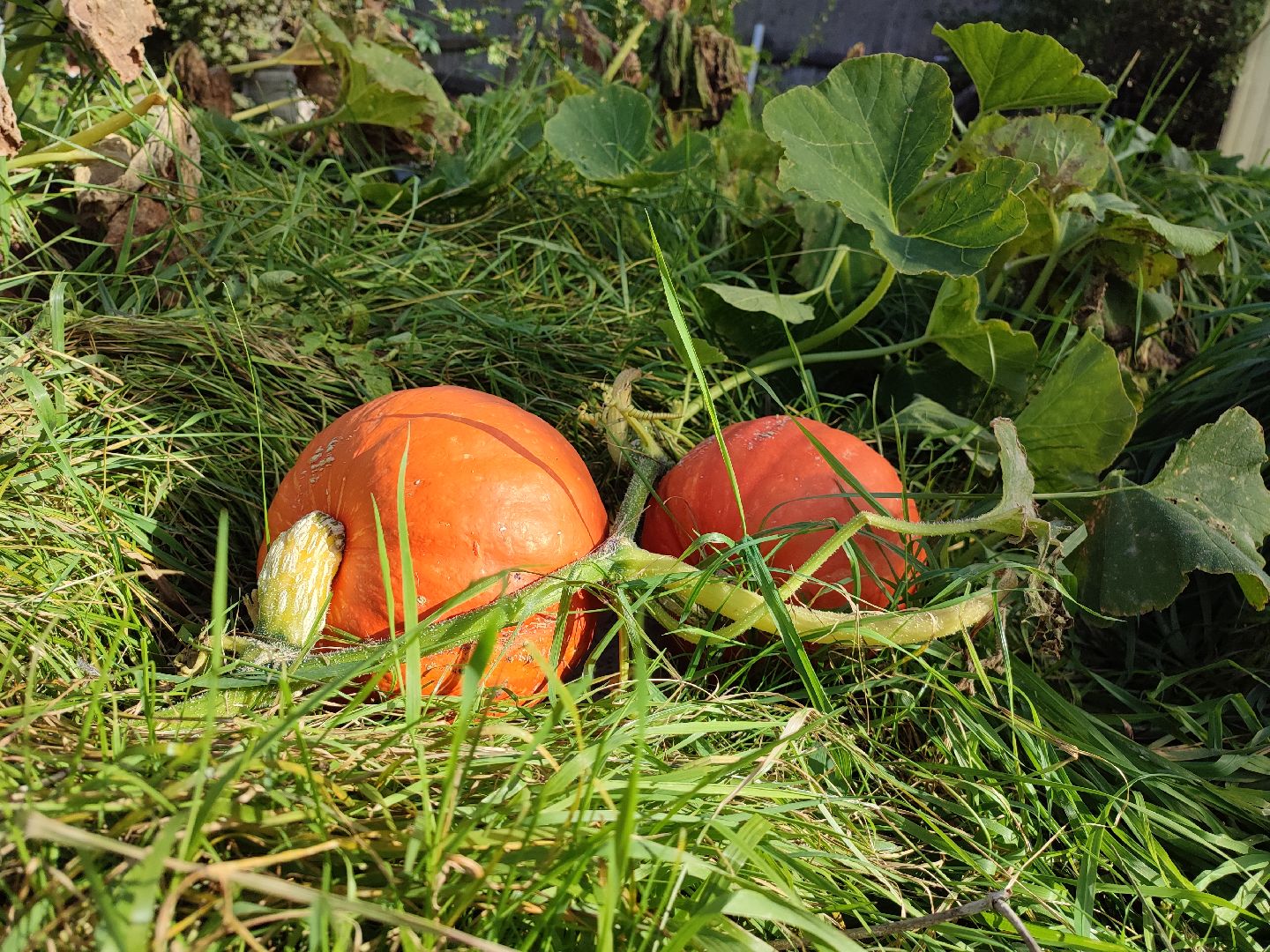 активноедолголетие, заготовки, осень, талдом, подготовкакзиме,