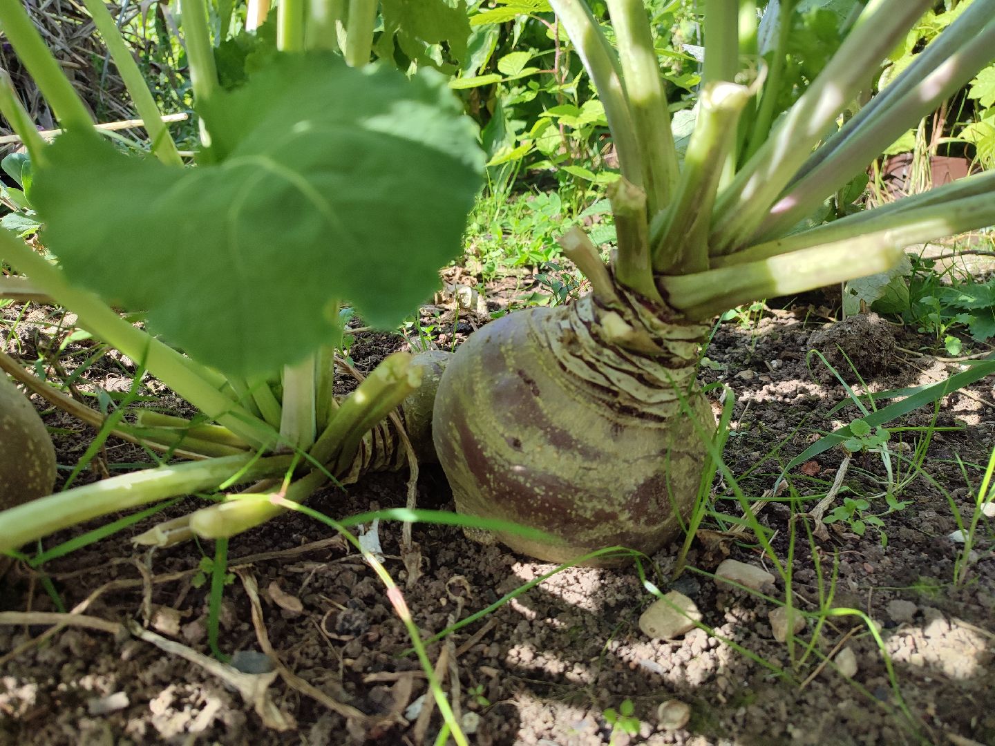 активноедолголетие, заготовки, осень, талдом, подготовкакзиме,