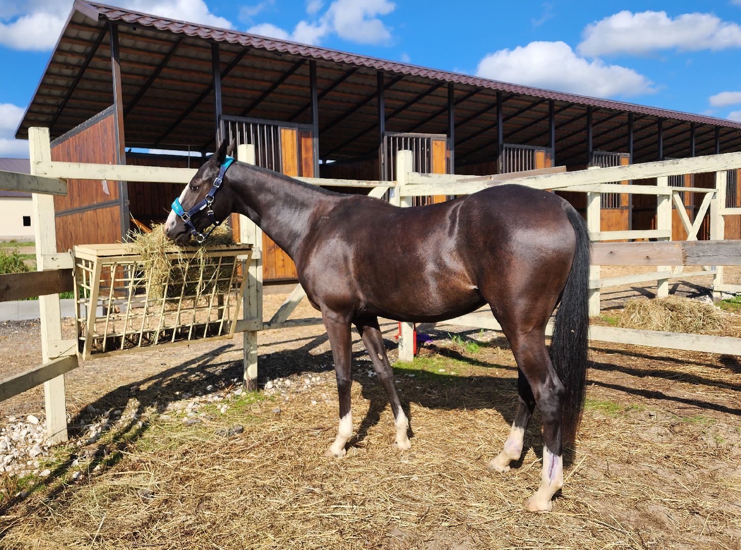 Ступино, карамат, конкур, спорт,