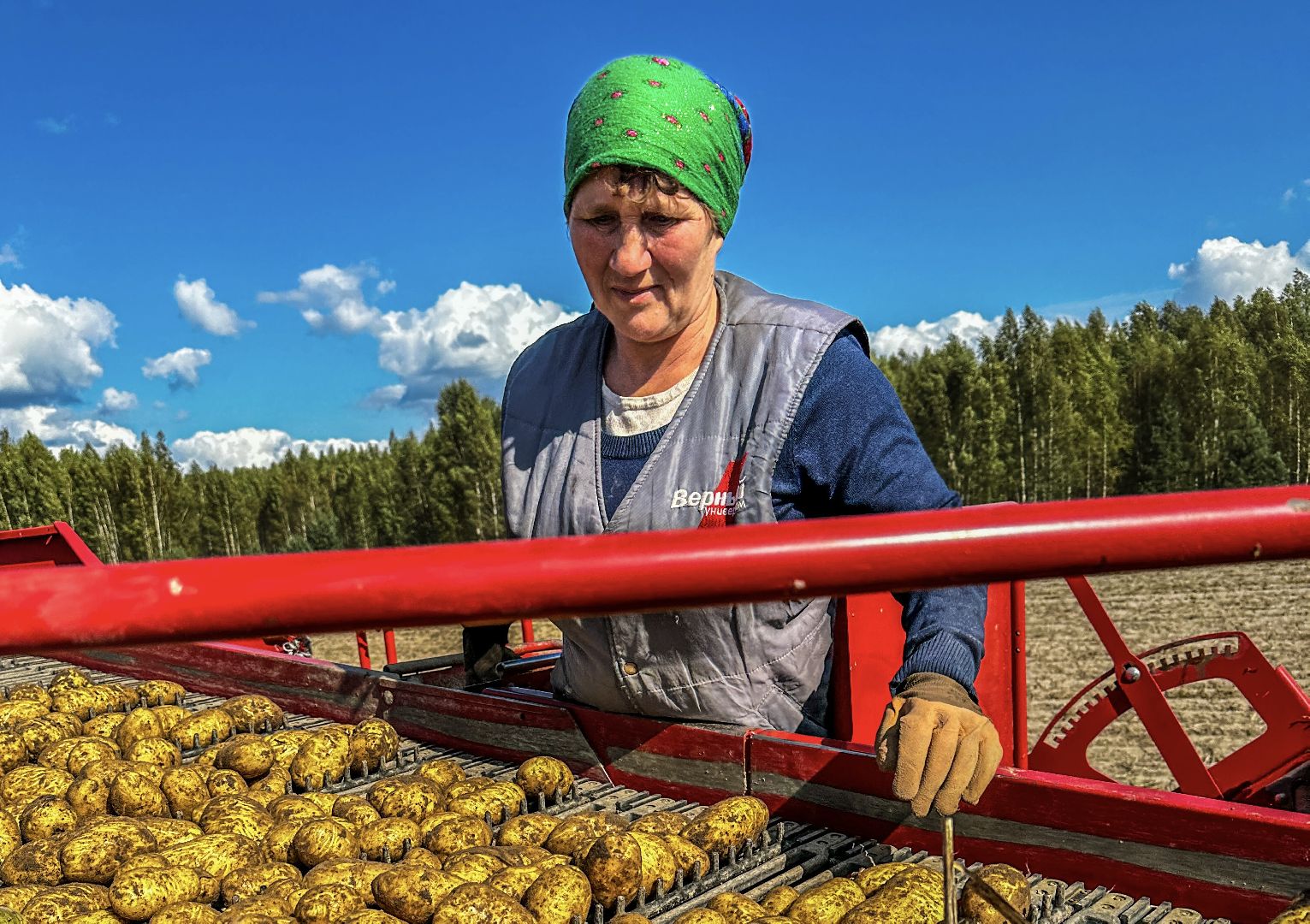 Клин, урожай, картофель