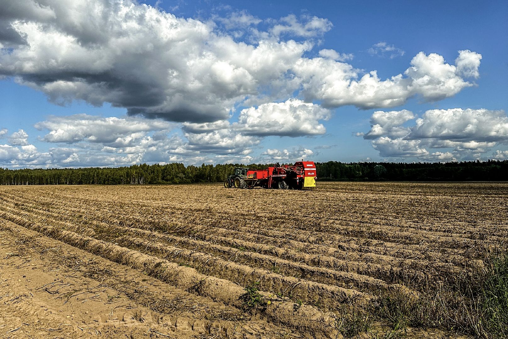 Клин, урожай, картофель