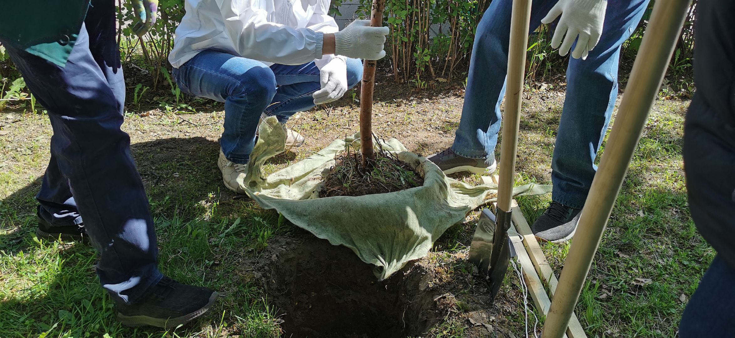 наш лес, экологическая акция, озеленение,