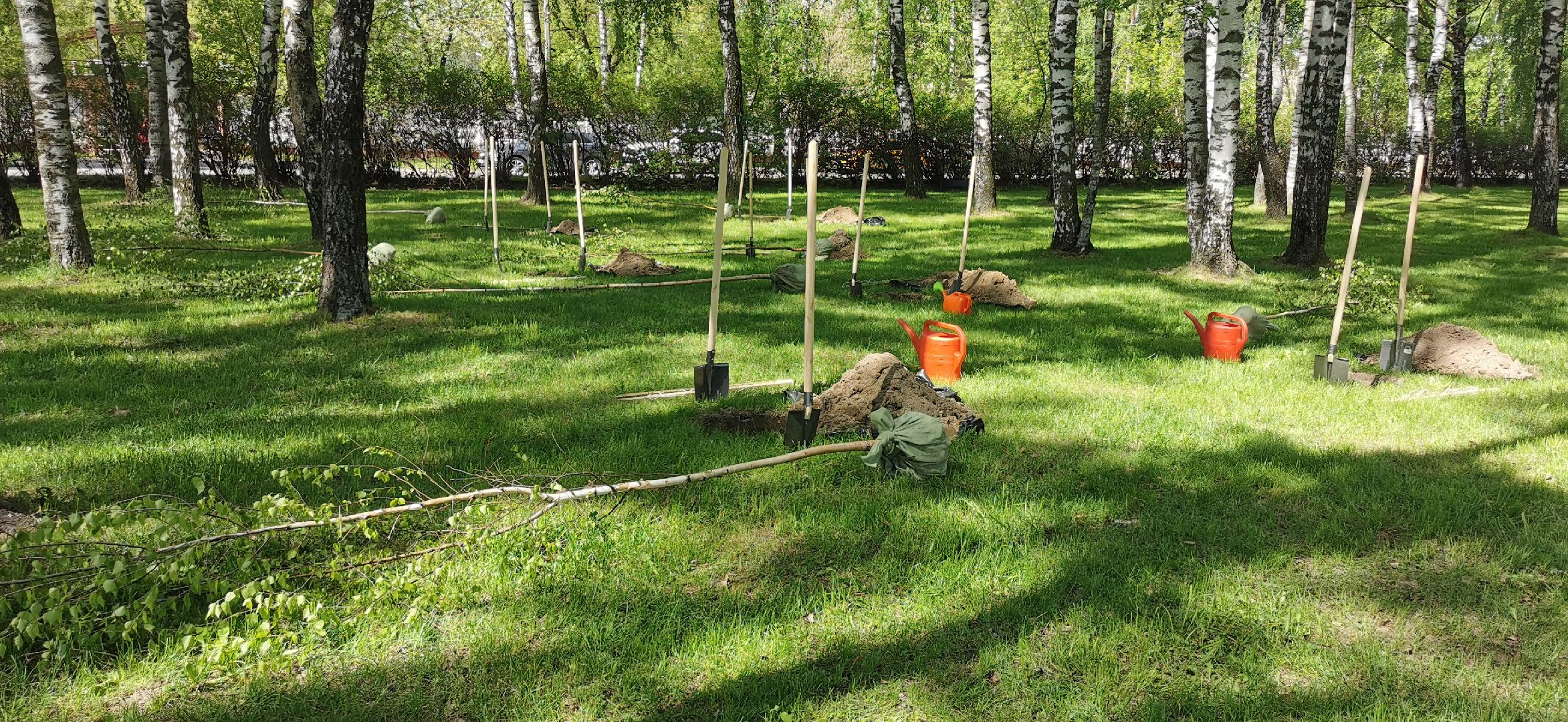 наш лес, экологическая акция, озеленение,