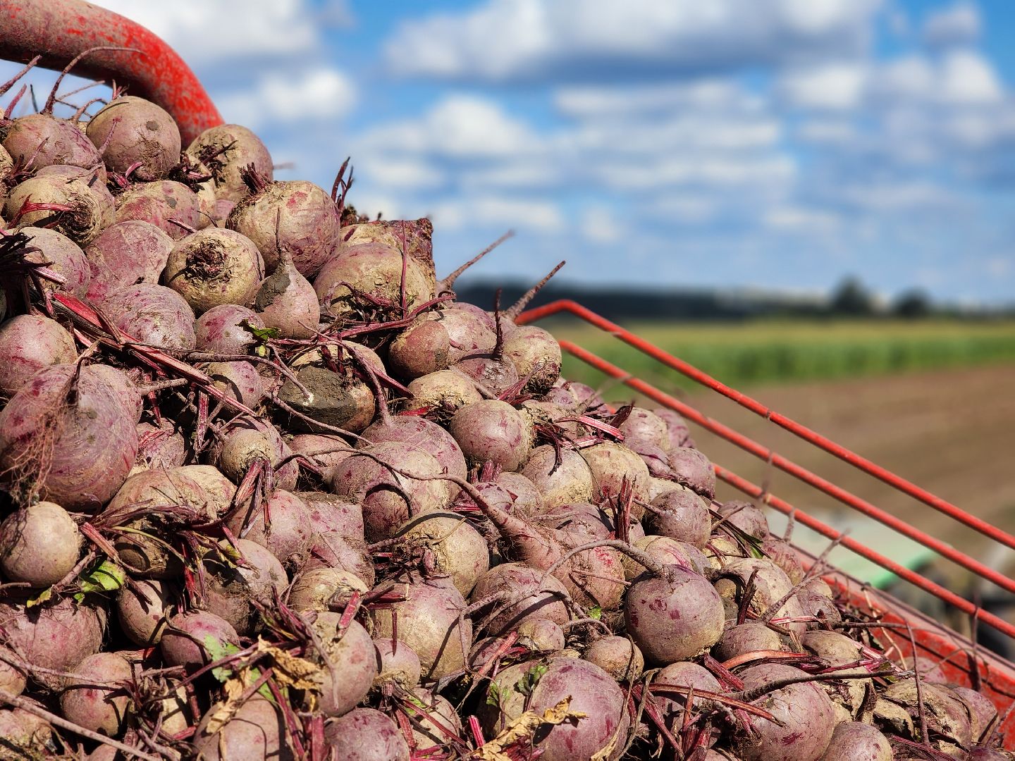 сельскоехозяйство, уборка урожая, серпухов, картофель, овощи, свекла,