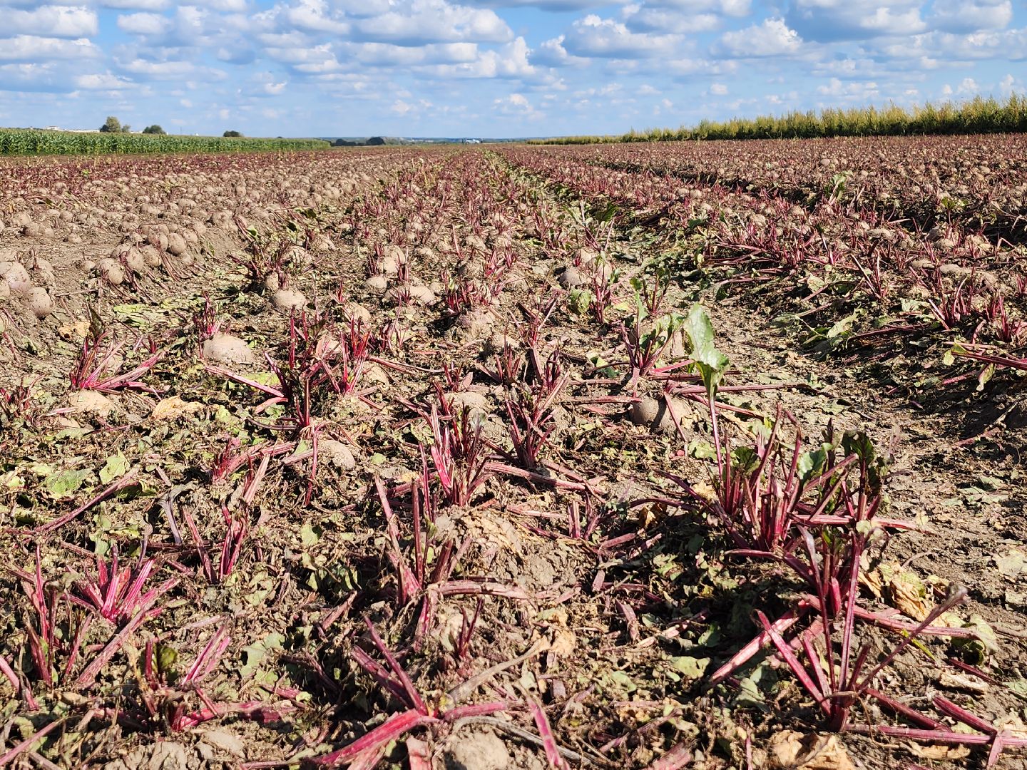 сельскоехозяйство, уборка урожая, серпухов, картофель, овощи, свекла,
