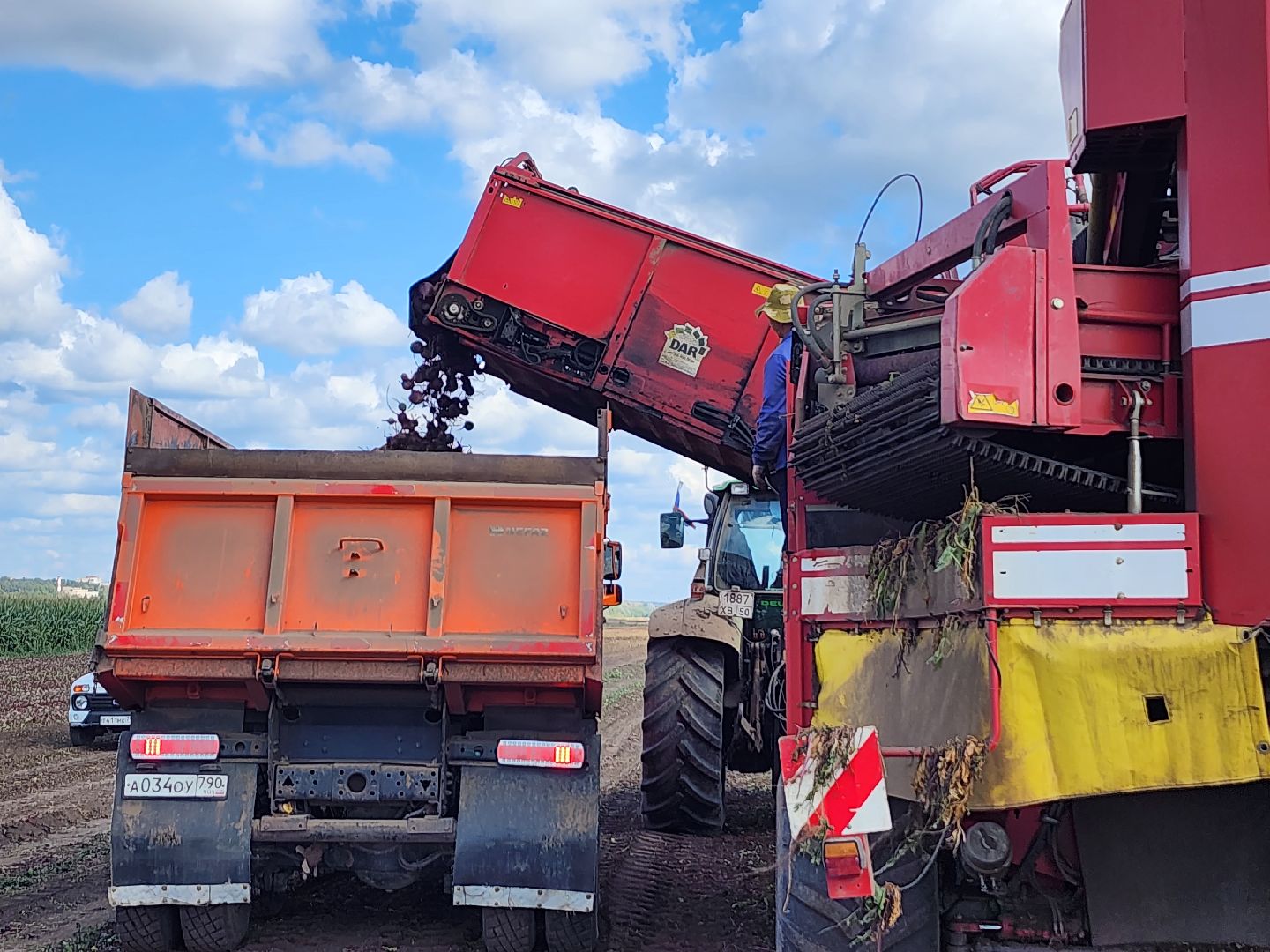 сельскоехозяйство, уборка урожая, серпухов, картофель, овощи, свекла,