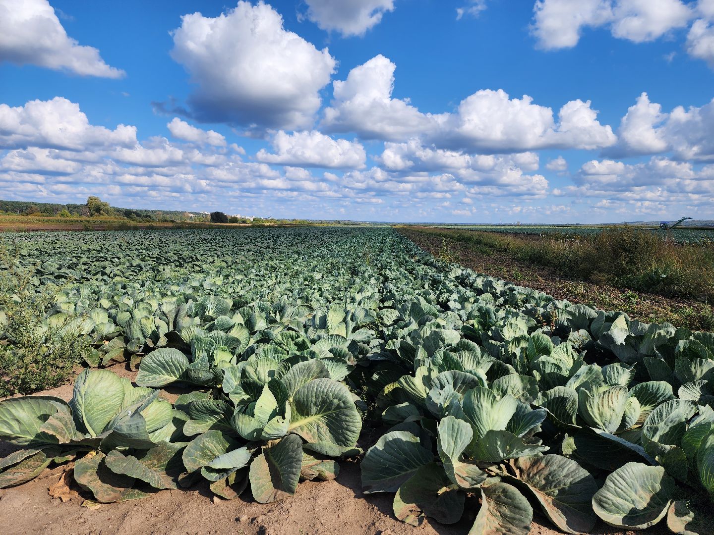 сельскоехозяйство, уборка урожая, серпухов, картофель, овощи, свекла,
