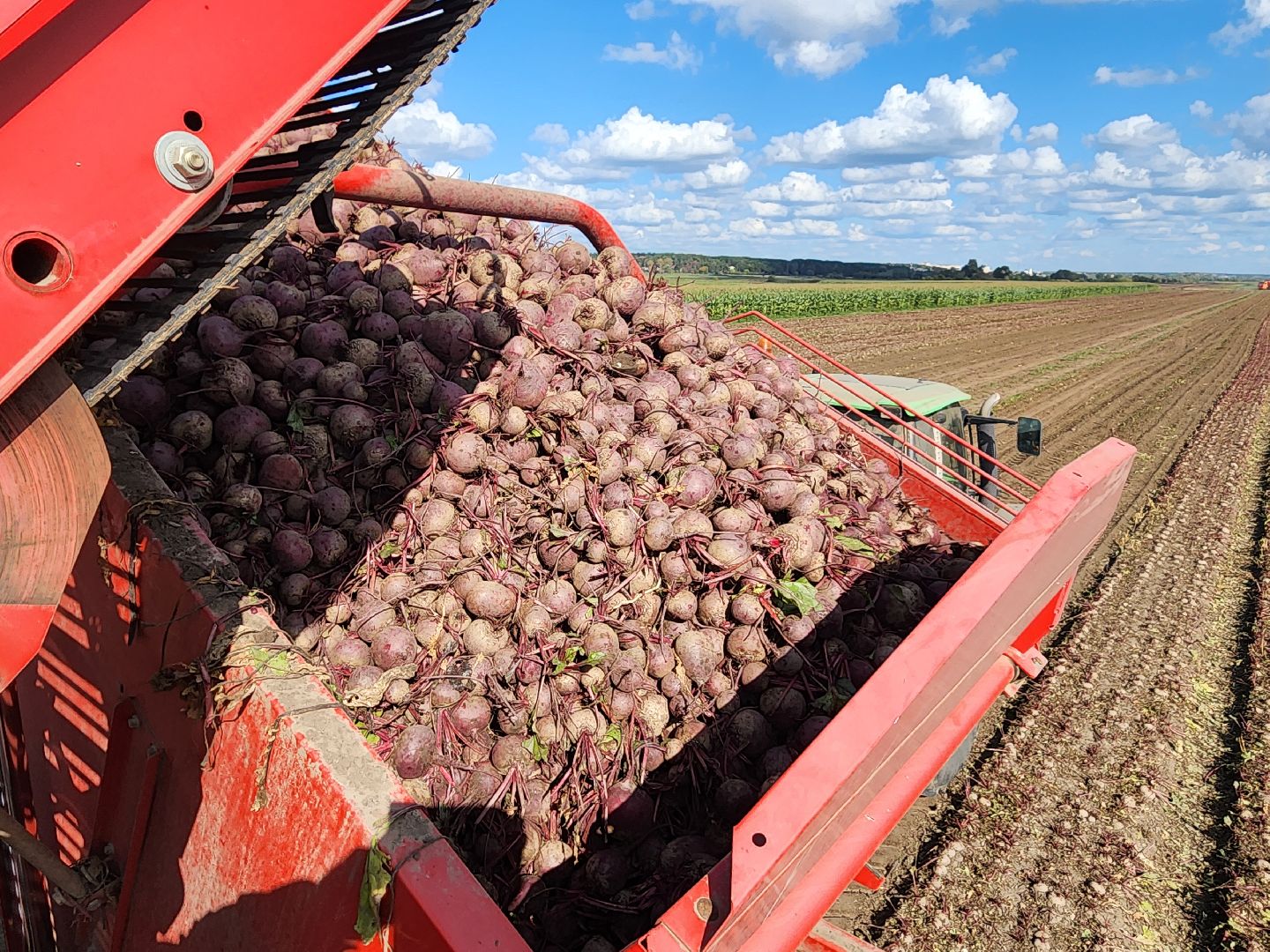 сельскоехозяйство, уборка урожая, серпухов, картофель, овощи, свекла,
