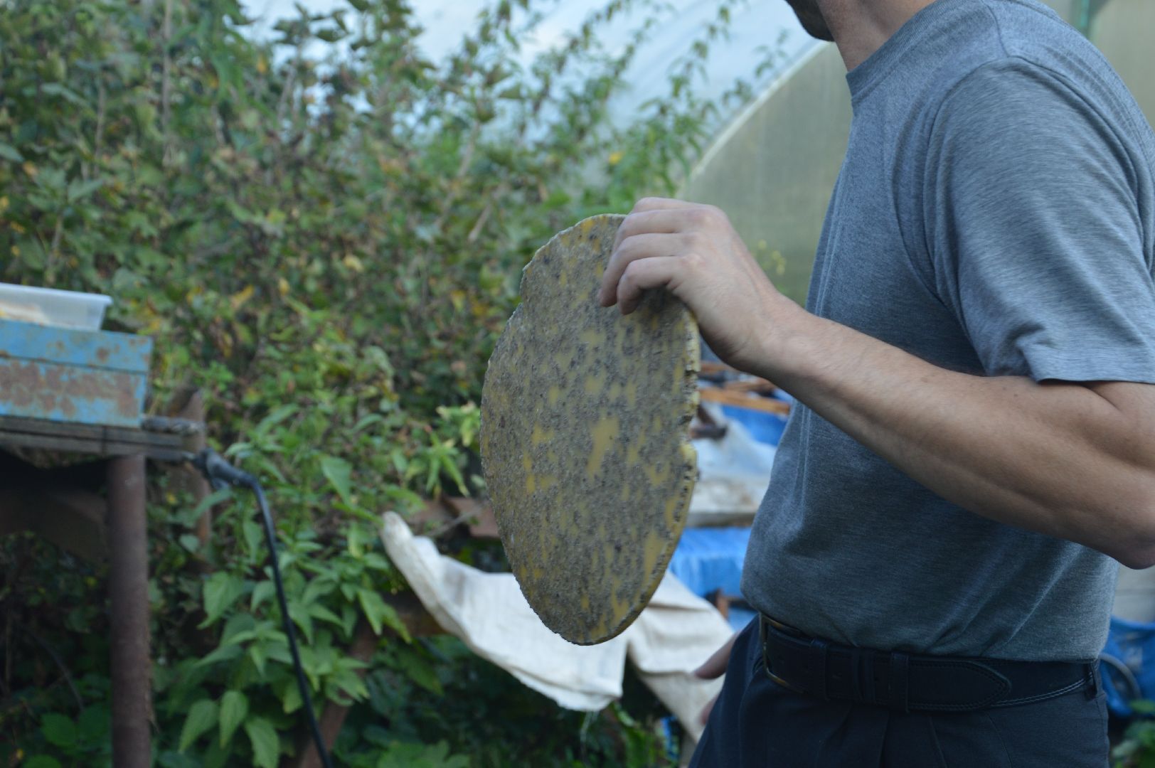 шатура, пчеловодство, мёд, пасека,