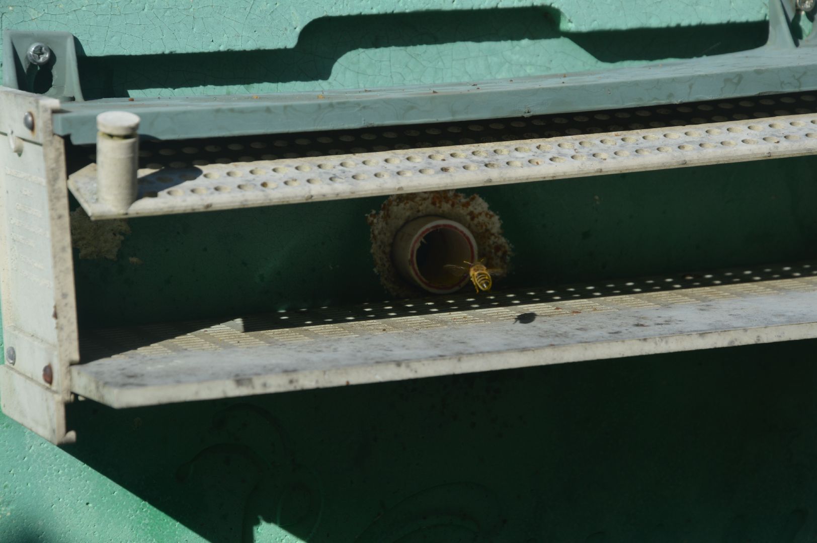 шатура, пчеловодство, мёд, пасека,