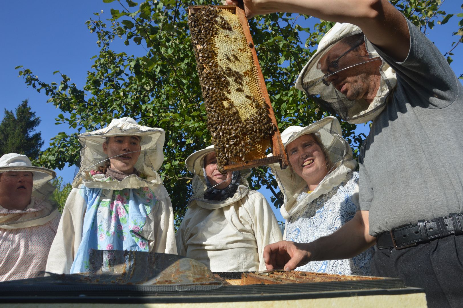 шатура, пчеловодство, мёд, пасека,