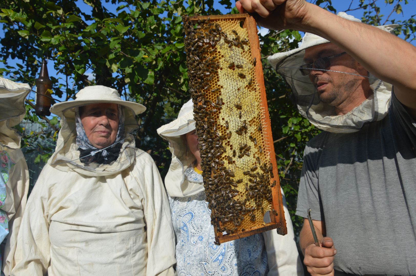 шатура, пчеловодство, мёд, пасека,