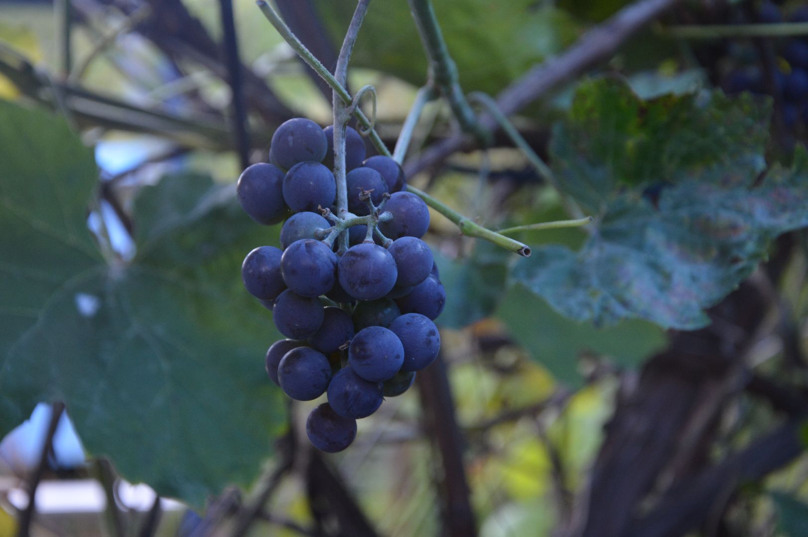 шатура, пчеловодство, мёд, пасека,