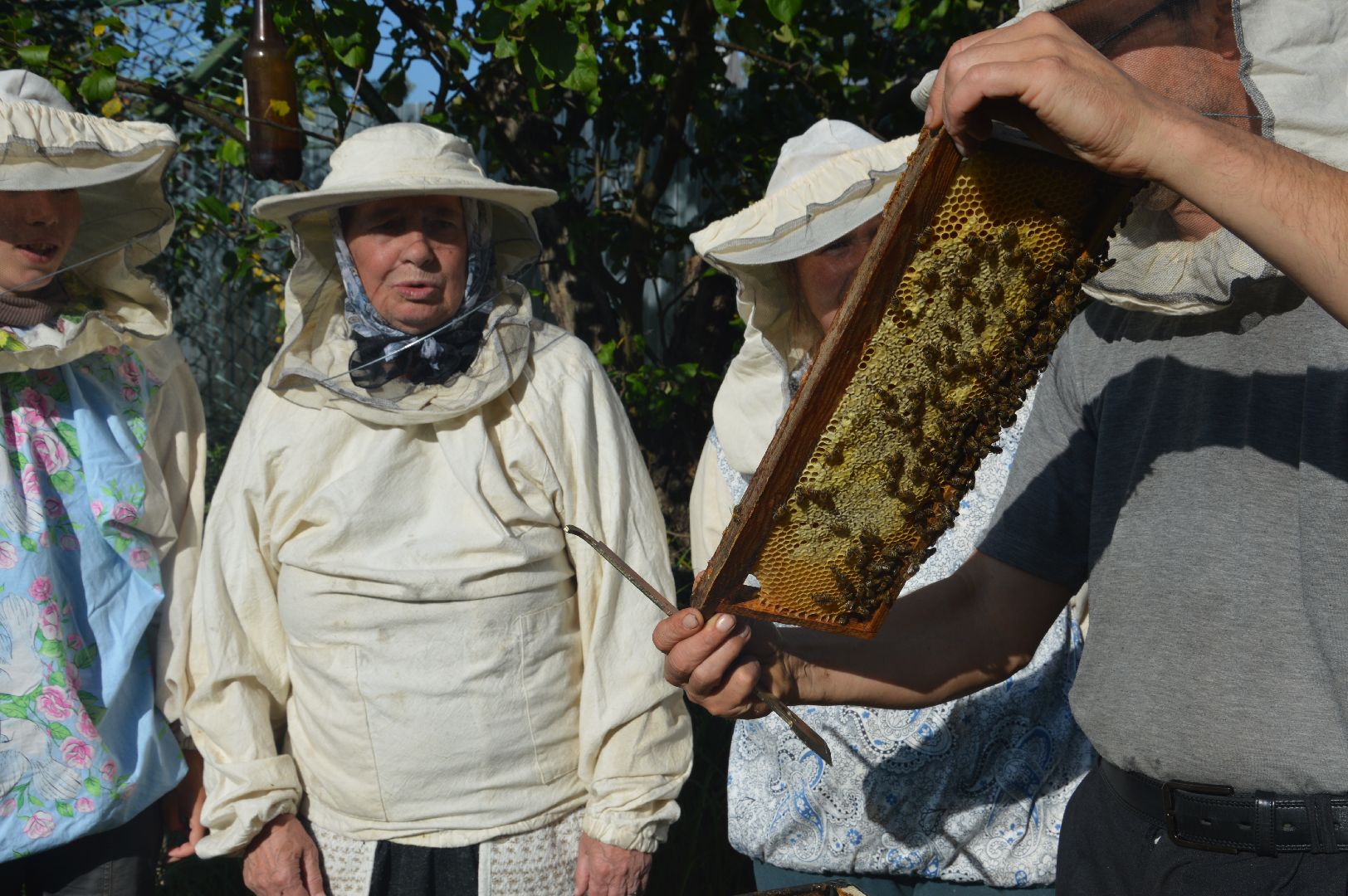 шатура, пчеловодство, мёд, пасека,
