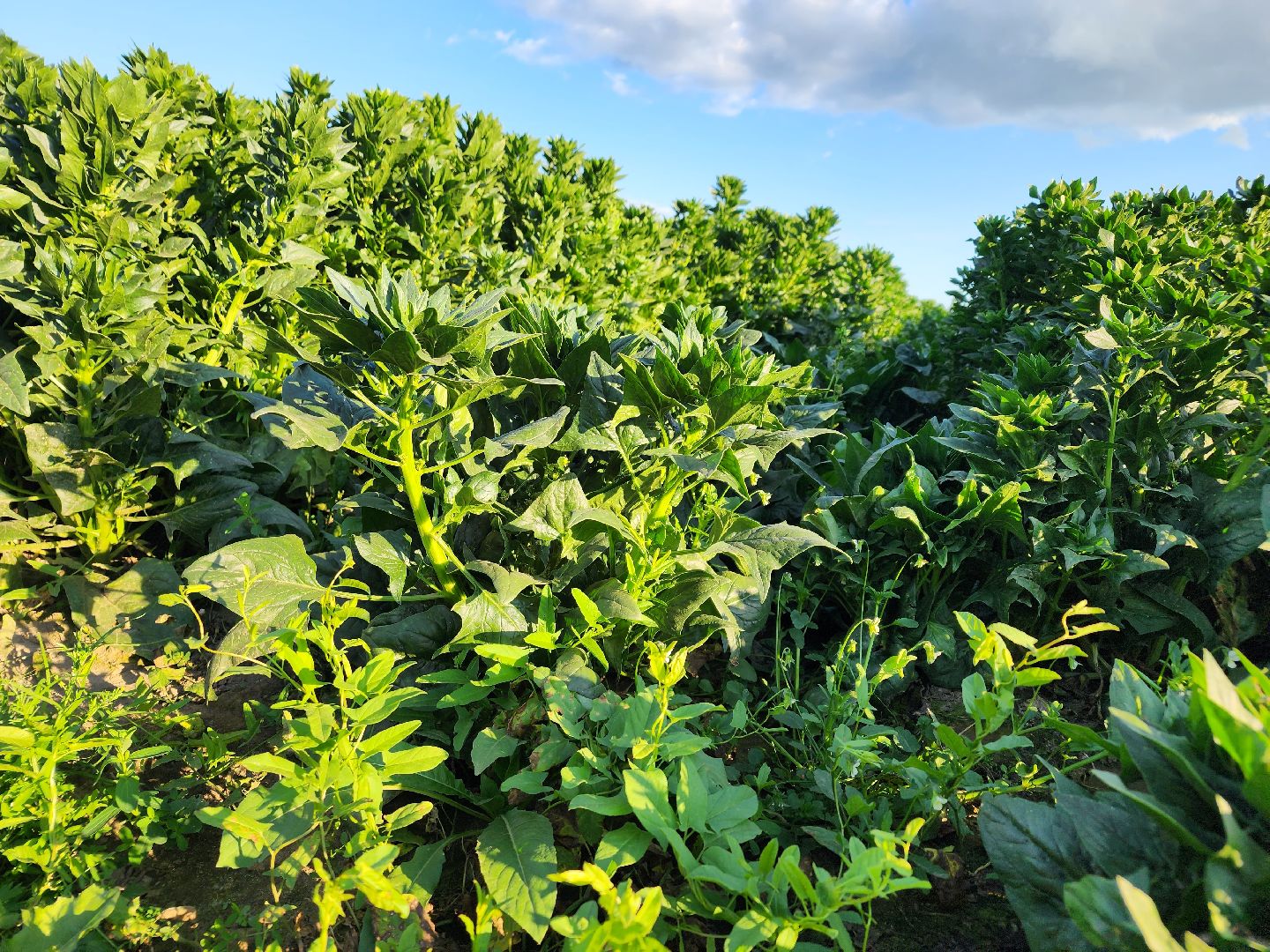 Ступино, сельское хозяйство, шпинат,