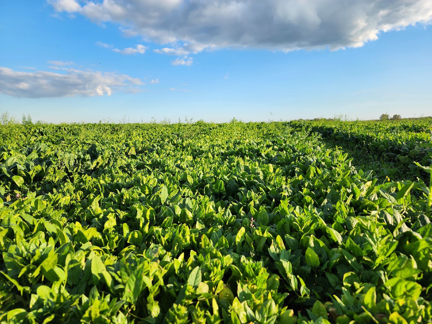 Ступино, сельское хозяйство, шпинат,