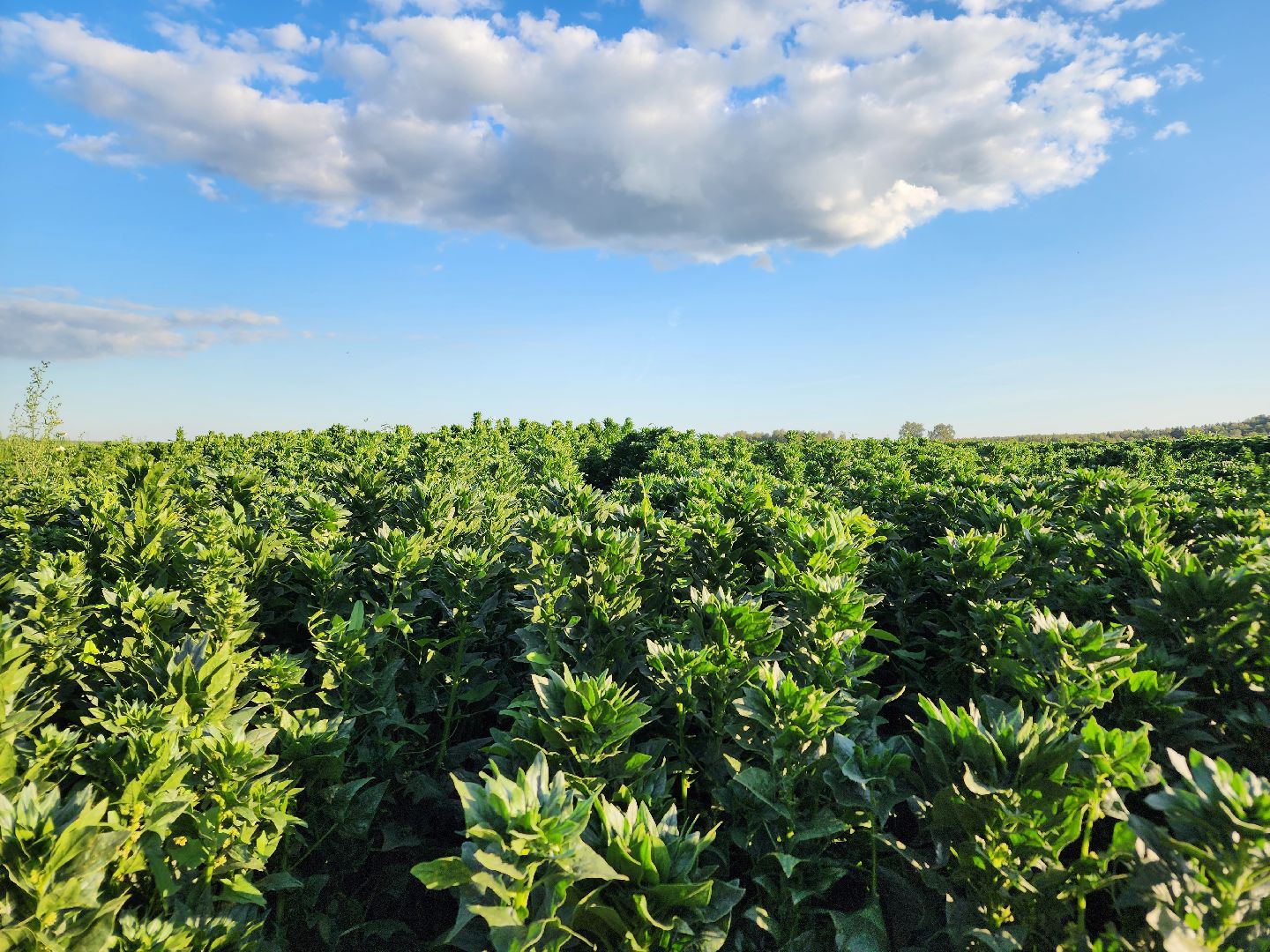 Ступино, сельское хозяйство, шпинат,