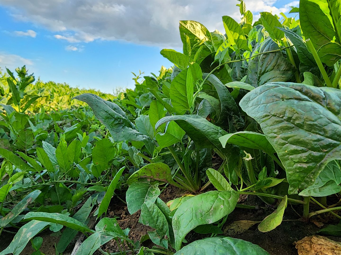 Ступино, сельское хозяйство, шпинат,