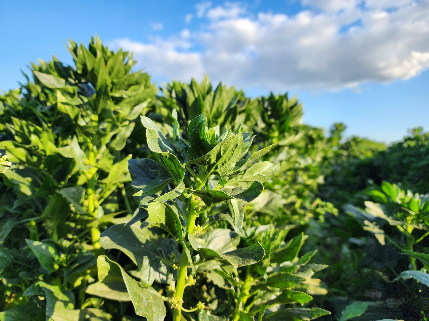 Ступино, сельское хозяйство, шпинат,