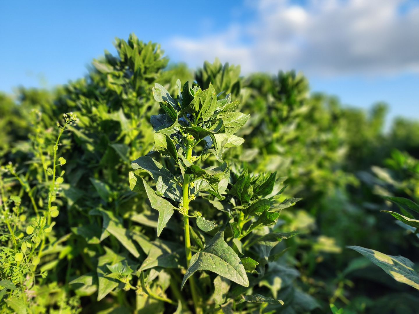 Ступино, сельское хозяйство, шпинат,