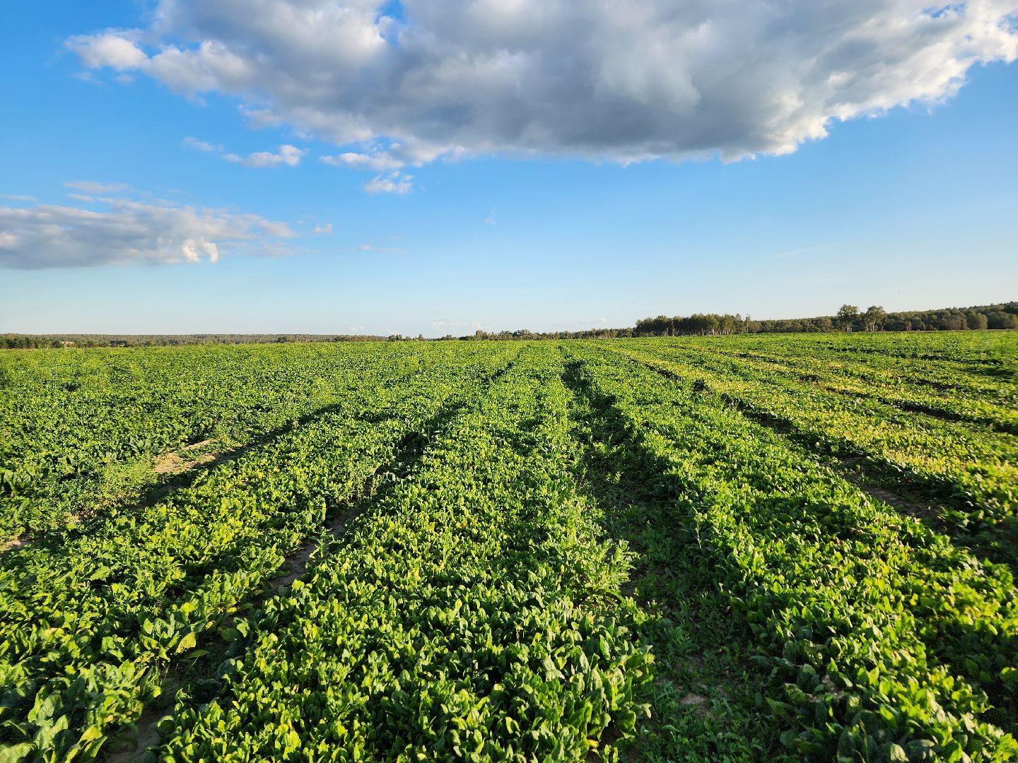 Ступино, сельское хозяйство, шпинат,