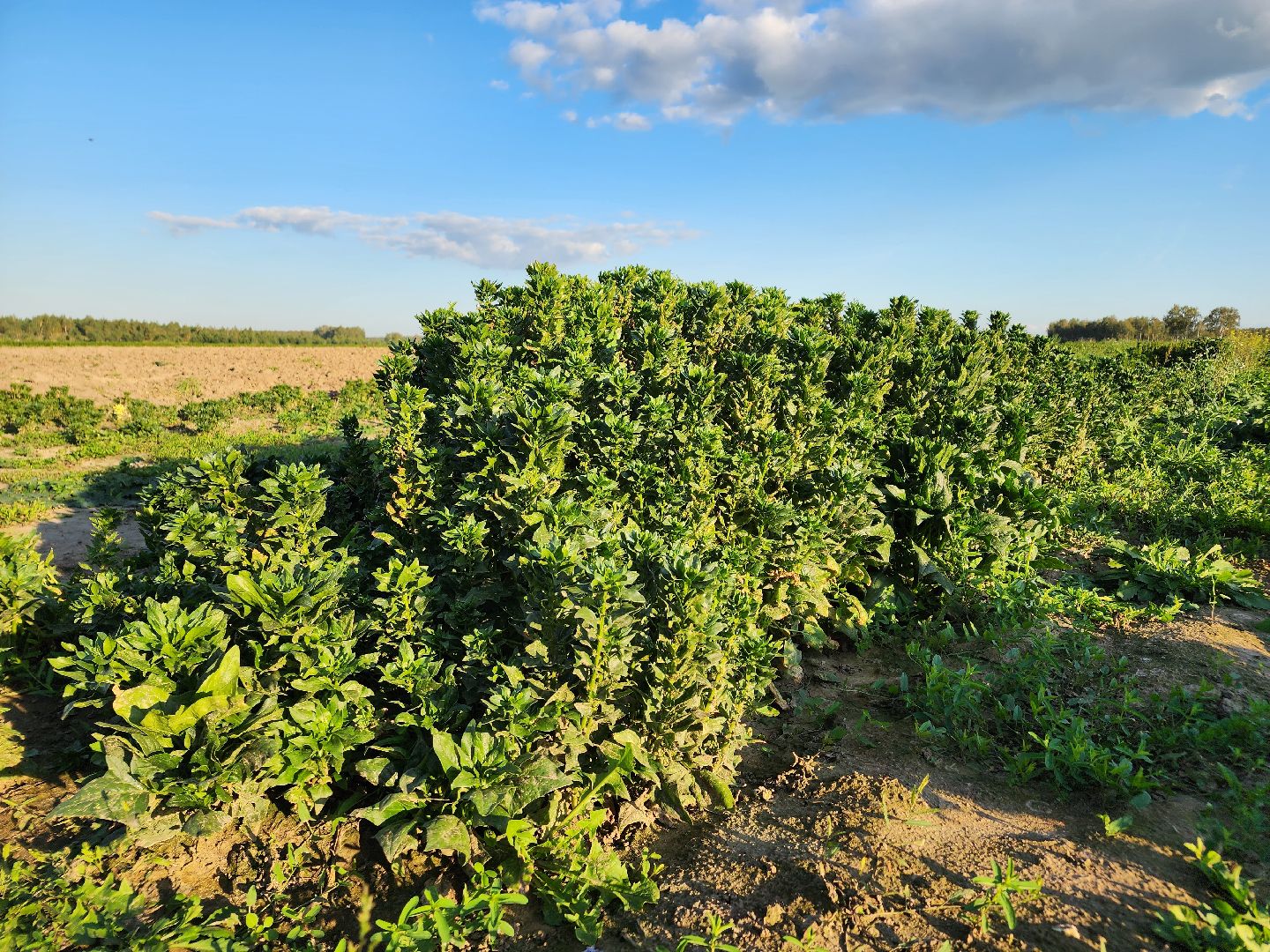 Ступино, сельское хозяйство, шпинат,