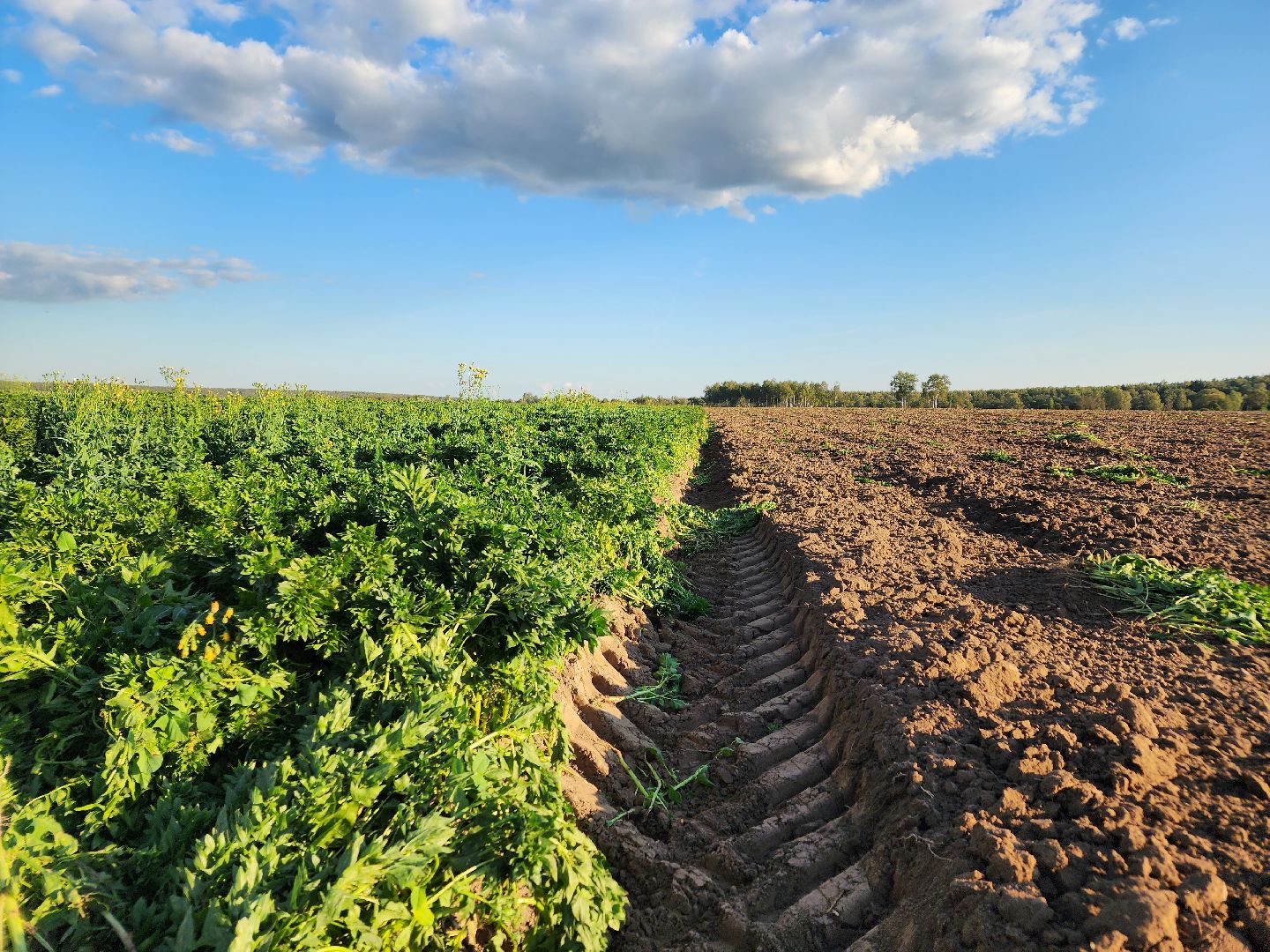 Ступино, сельское хозяйство, шпинат,