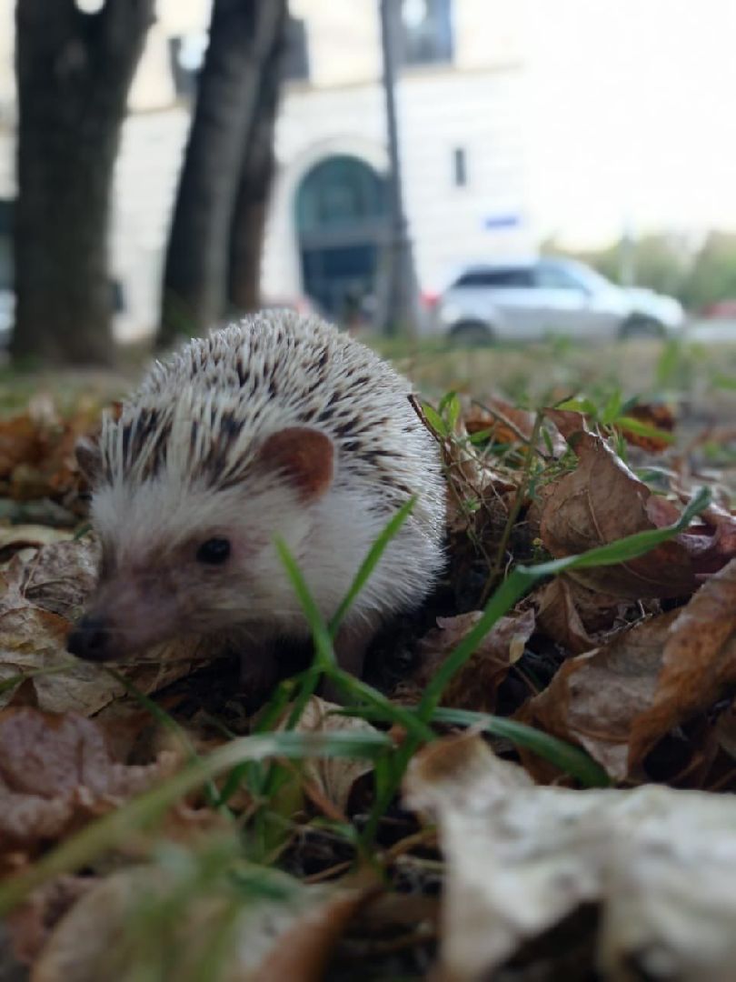 погода, ежи, воскресенск, животные,