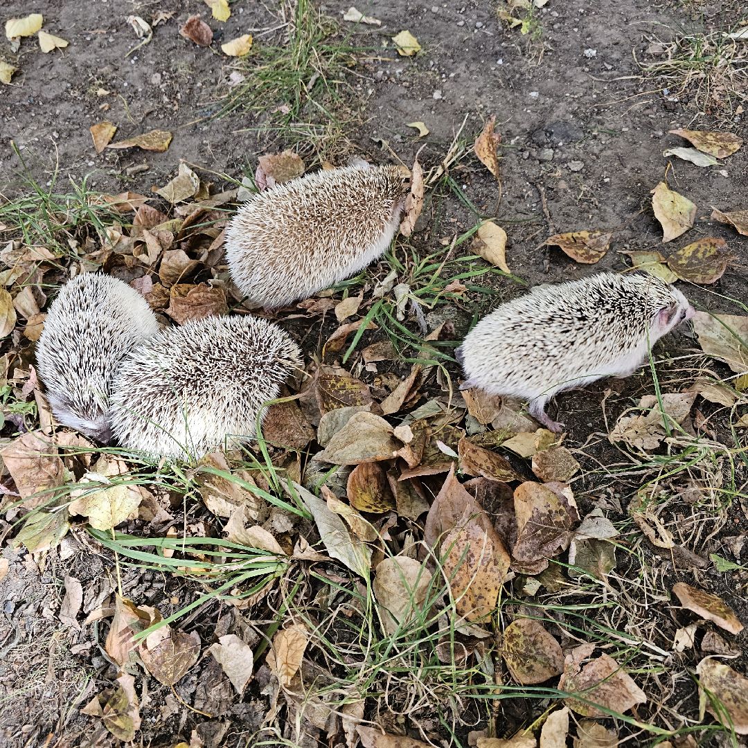 погода, ежи, воскресенск, животные,