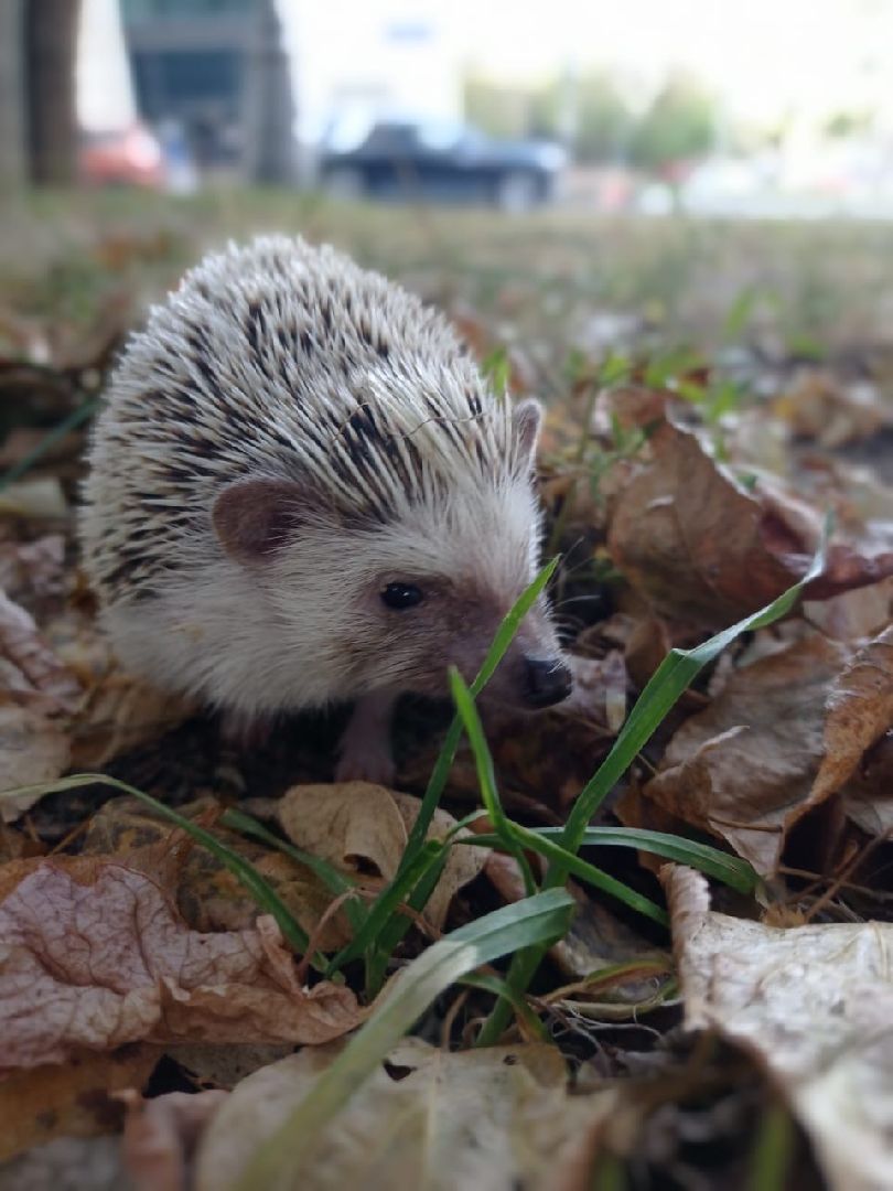 погода, ежи, воскресенск, животные,