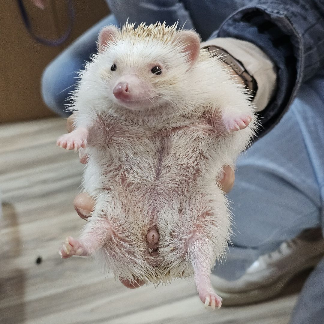 погода, ежи, воскресенск, животные,