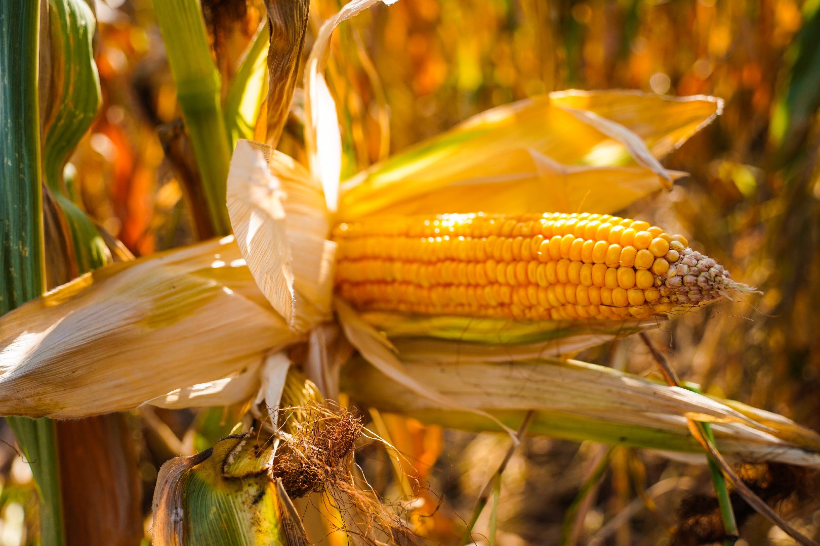 Шатура, АПКШатурский, урожай, сельское хозяйство,