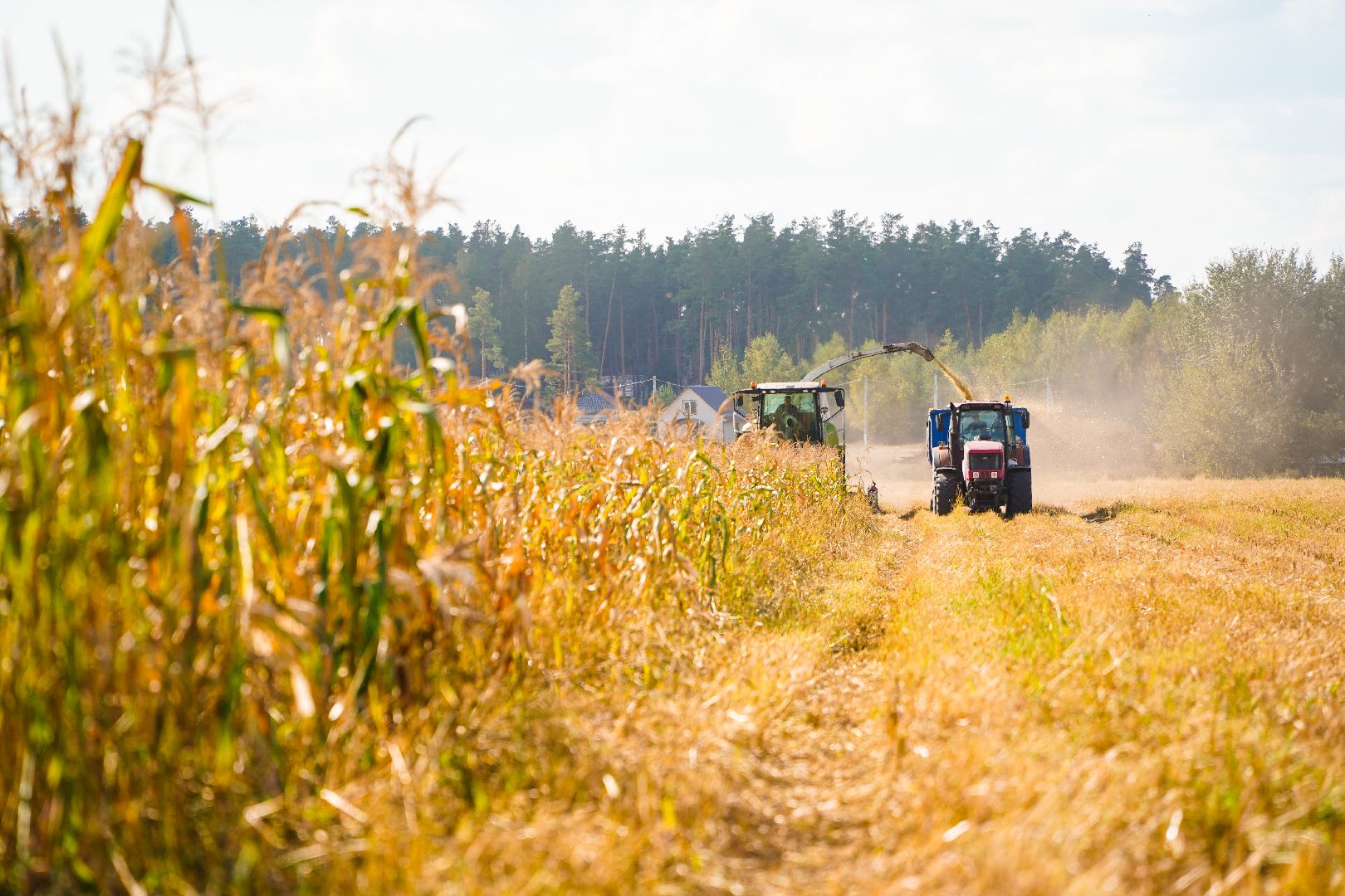 Шатура, АПКШатурский, урожай, сельское хозяйство,