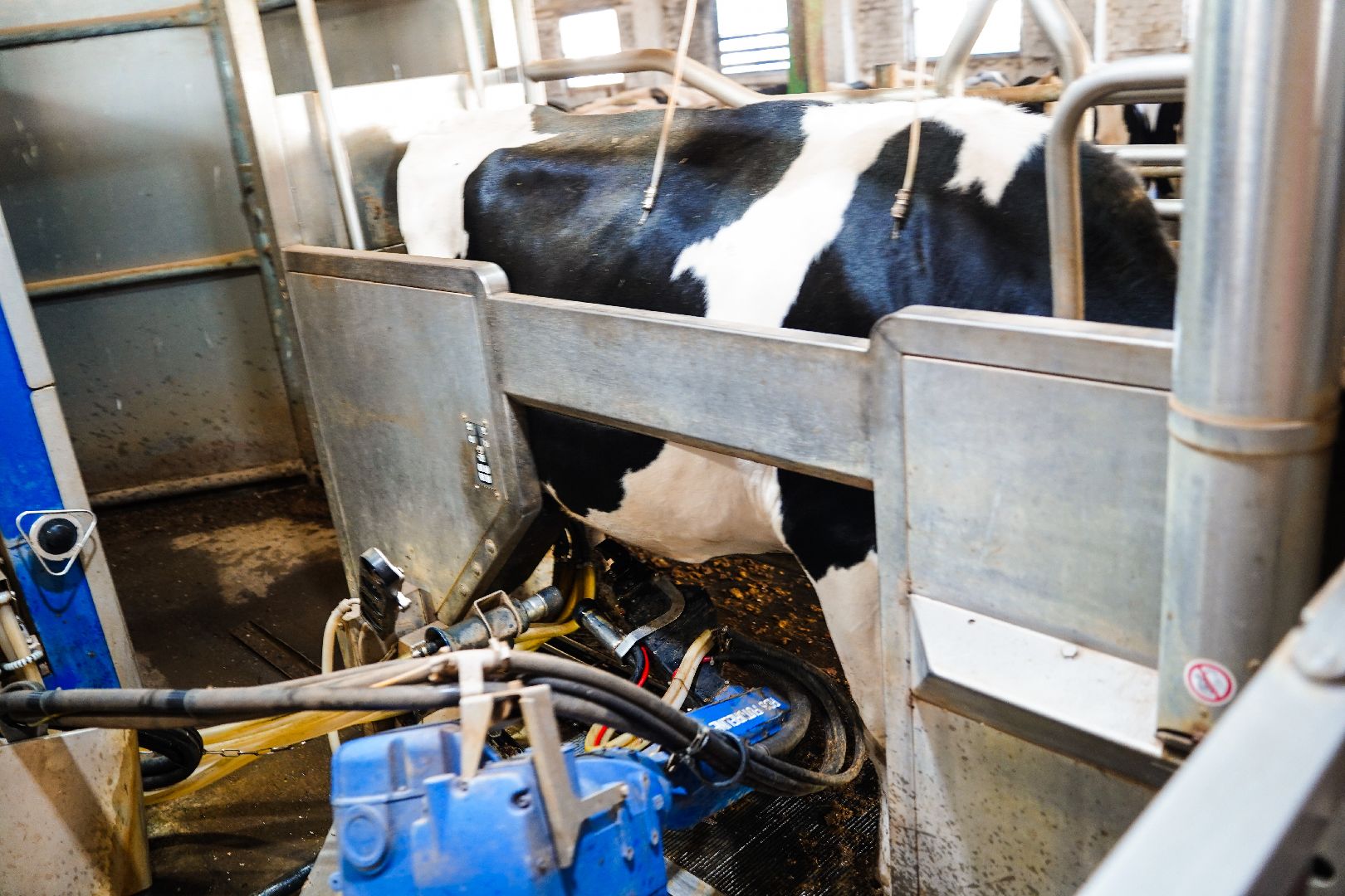 Шатура, АПКШатурский, урожай, сельское хозяйство,