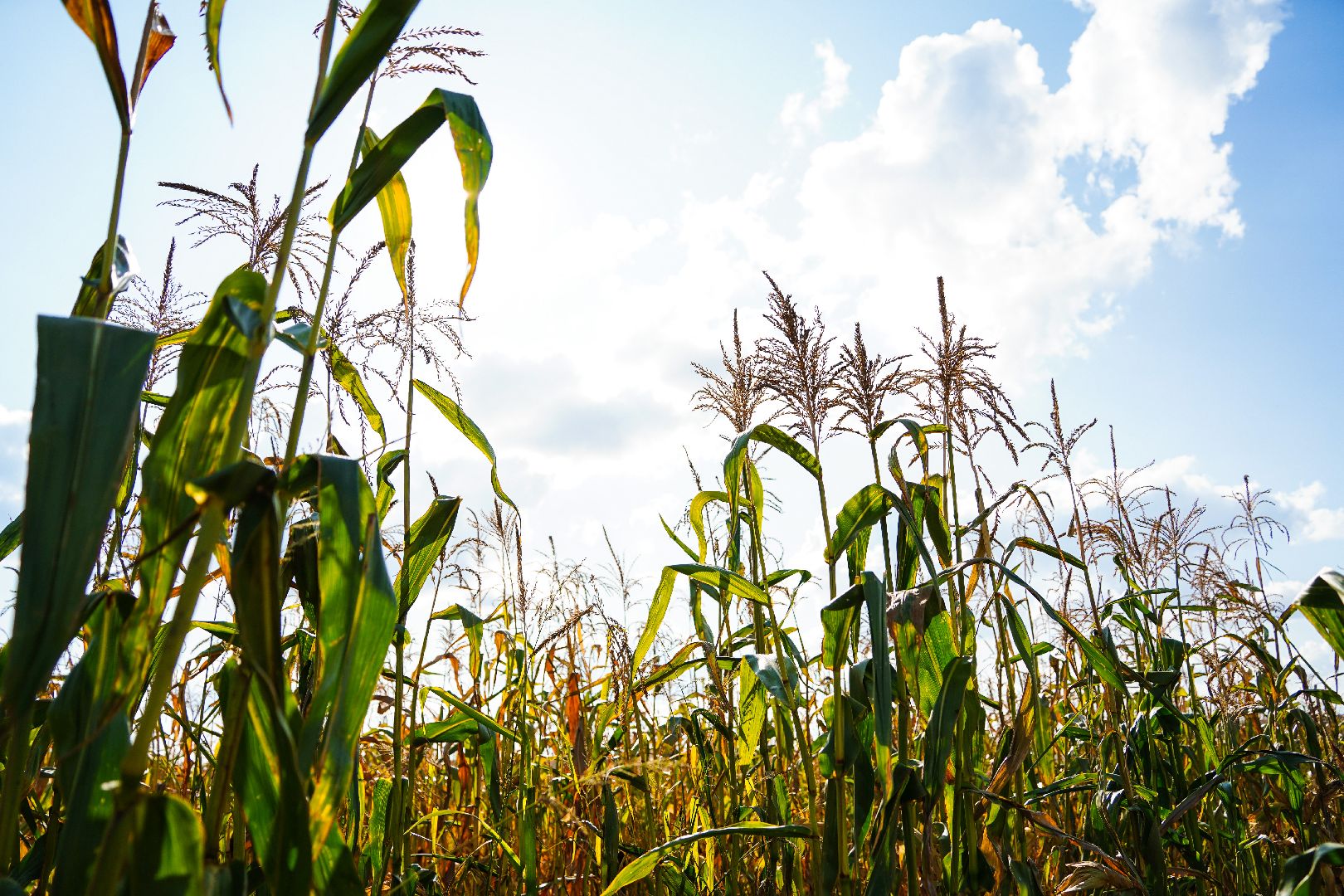 Шатура, АПКШатурский, урожай, сельское хозяйство,