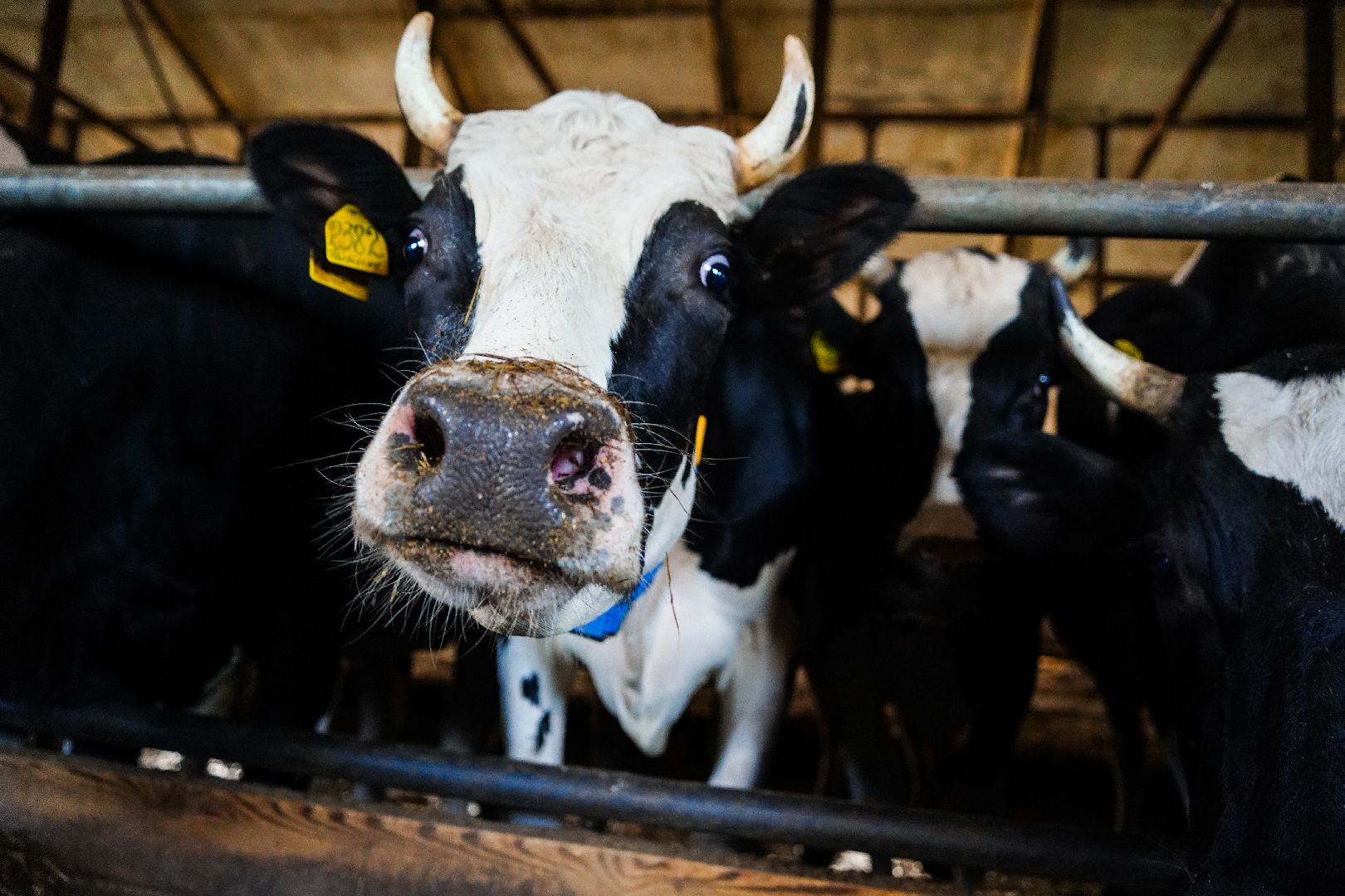 Шатура, АПКШатурский, урожай, сельское хозяйство,