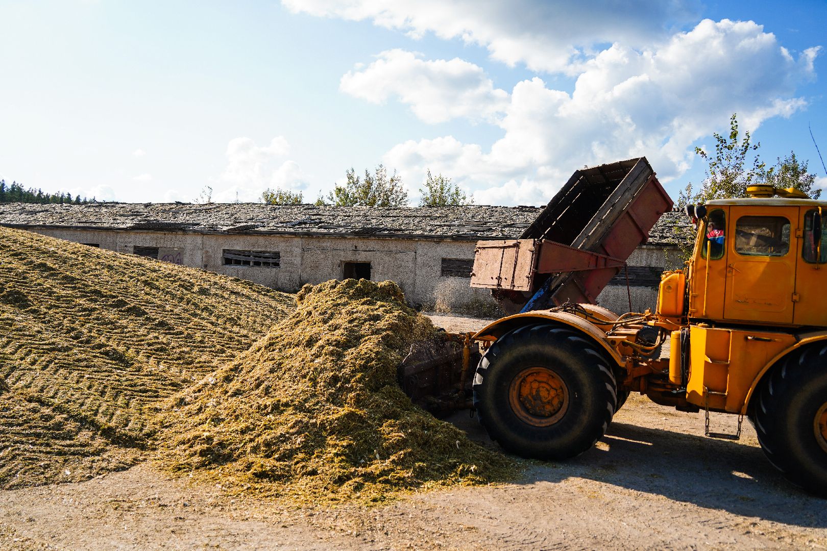 Шатура, АПКШатурский, урожай, сельское хозяйство,