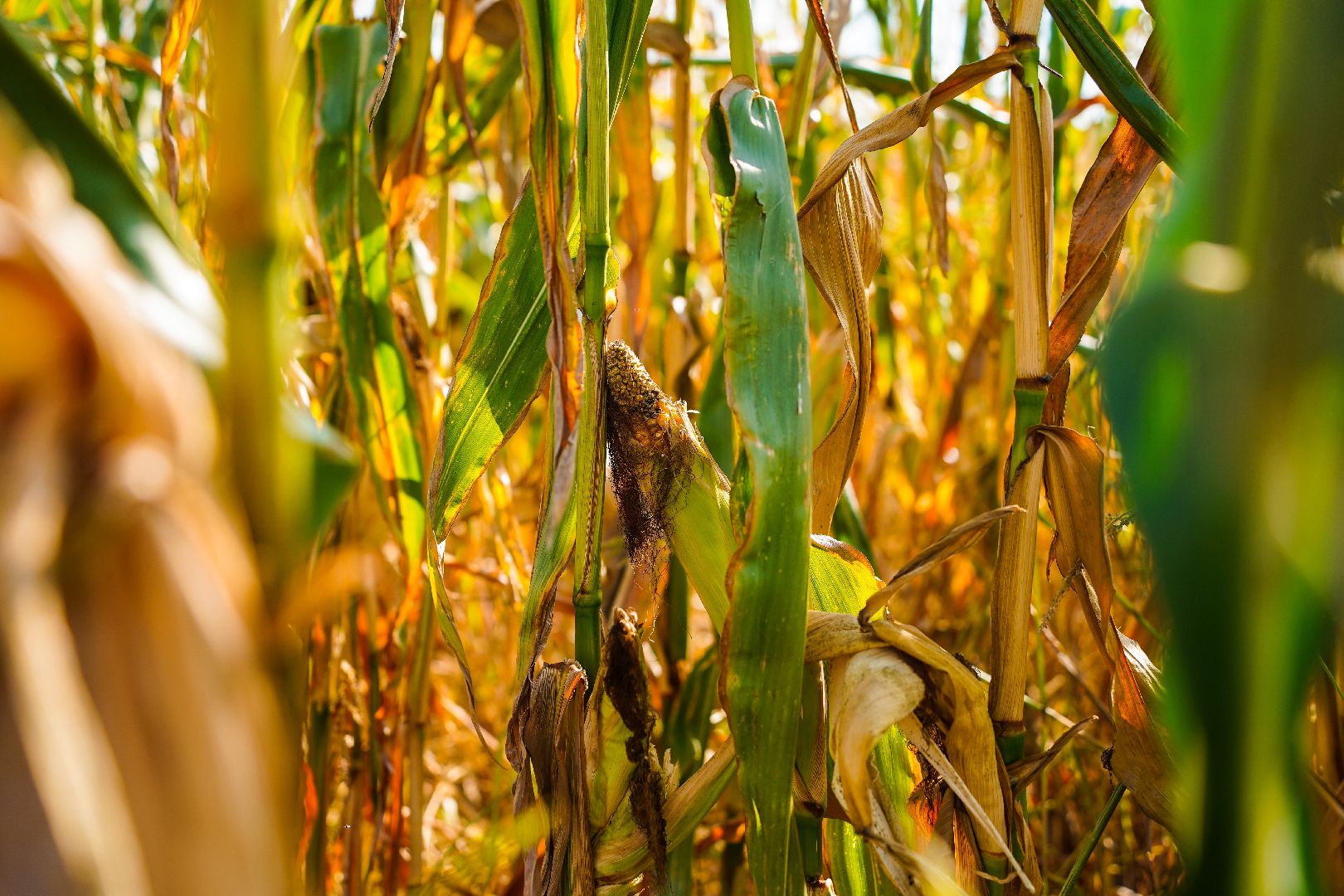 Шатура, АПКШатурский, урожай, сельское хозяйство,