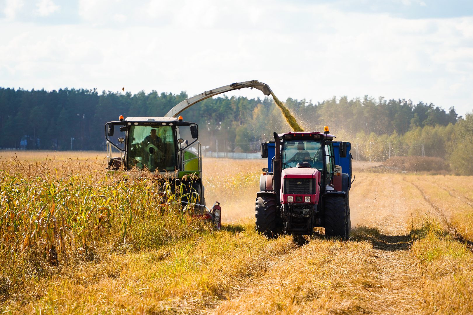 Шатура, АПКШатурский, урожай, сельское хозяйство,