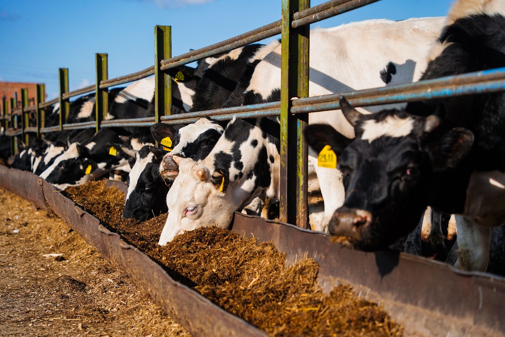 Шатура, АПКШатурский, урожай, сельское хозяйство,